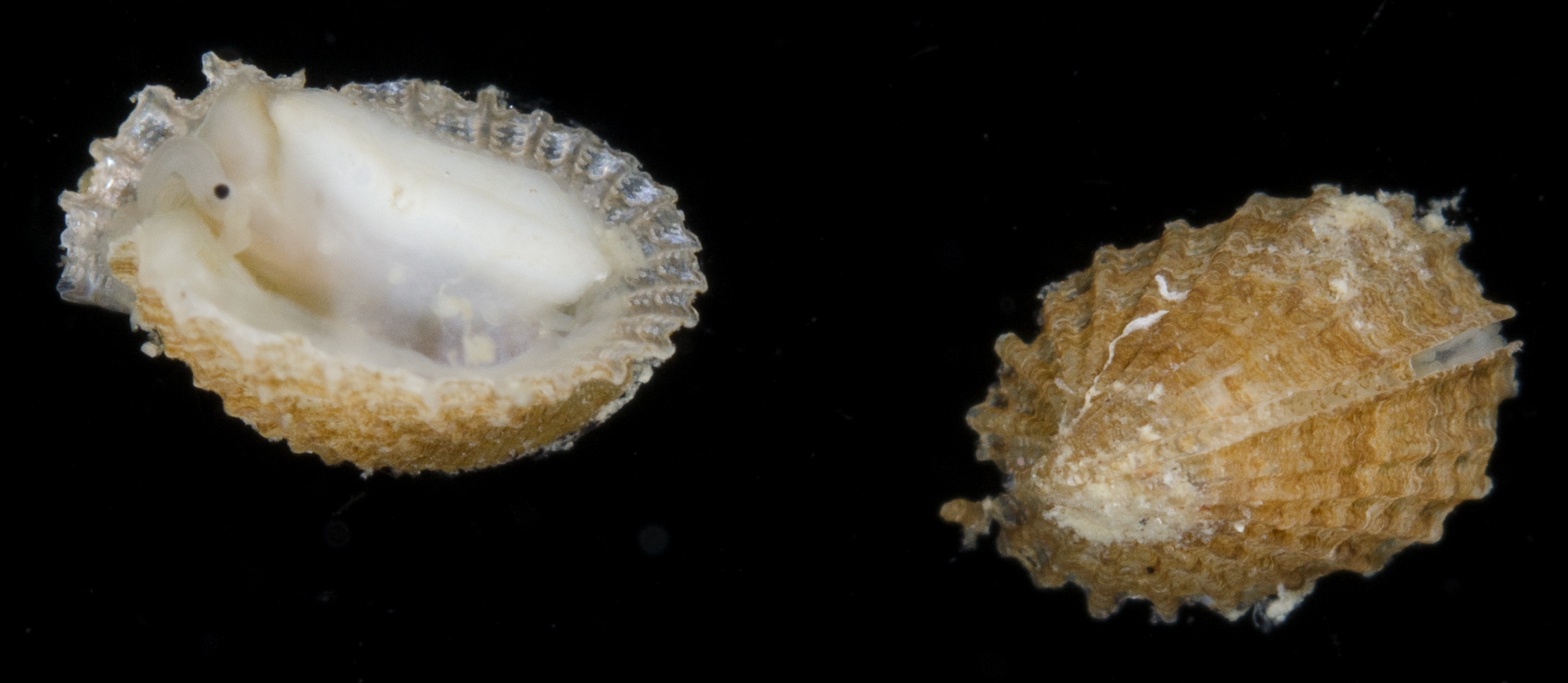 Emarginula phrixodes