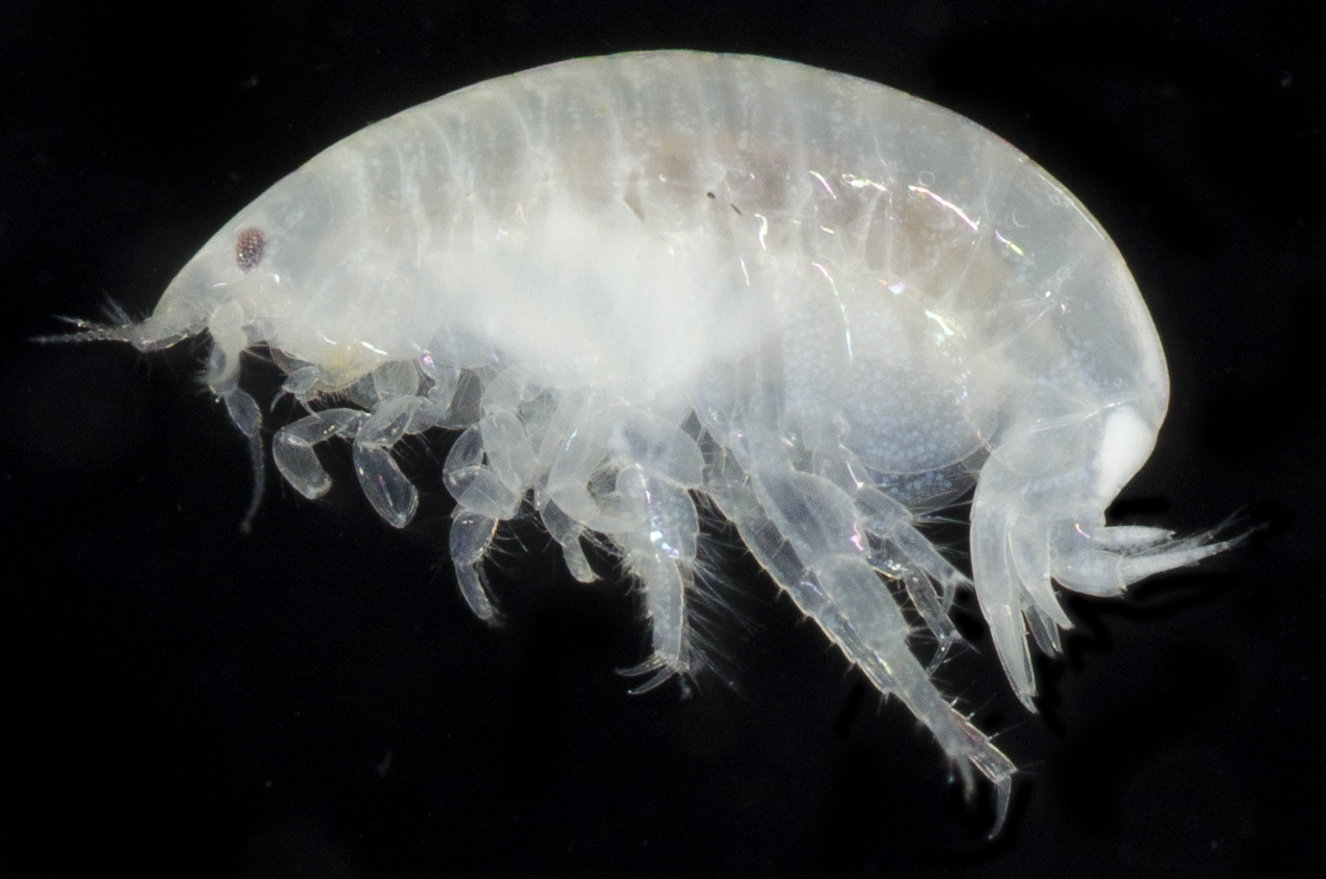 Foxiphalus