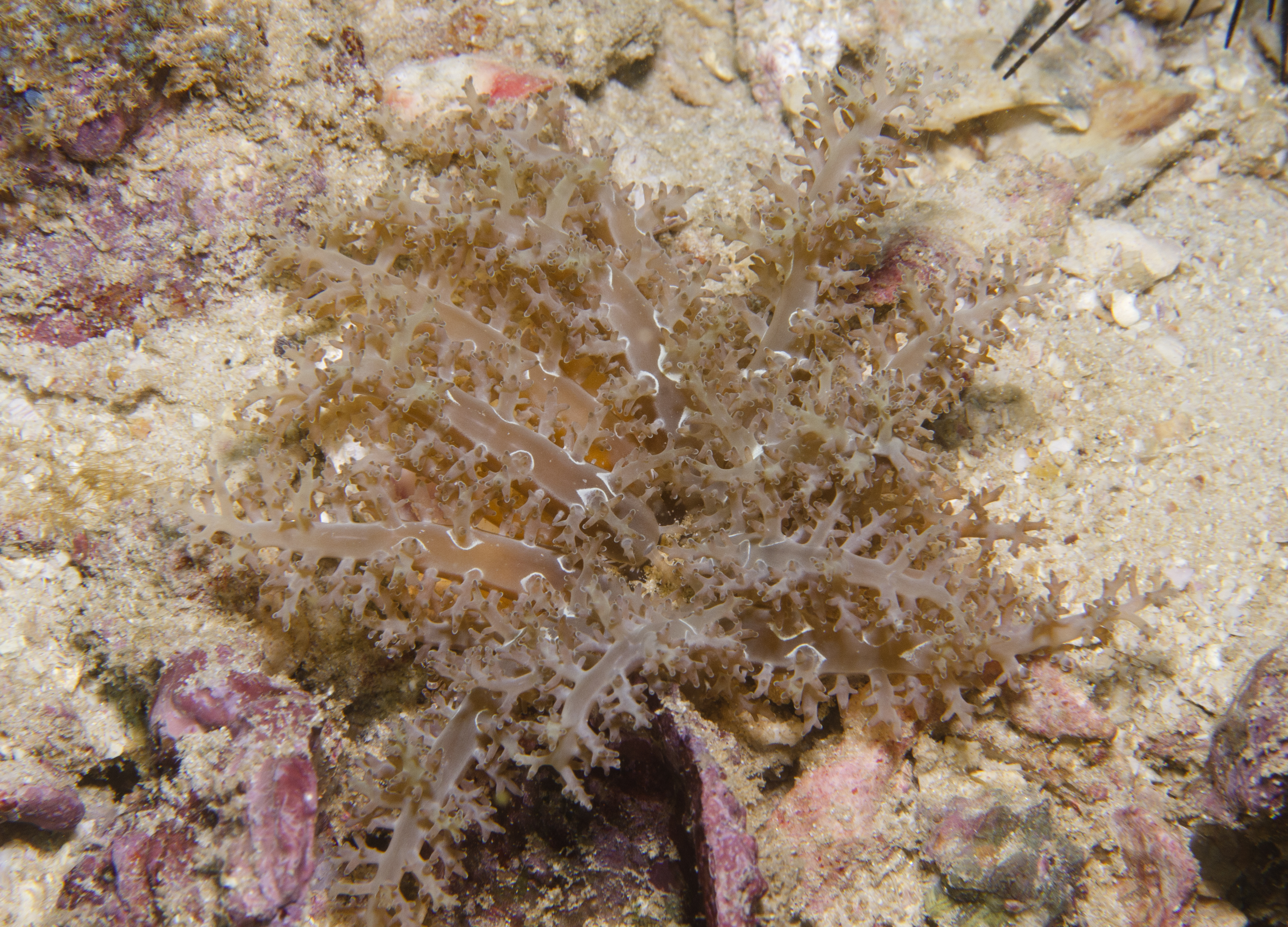 Actinodendridae