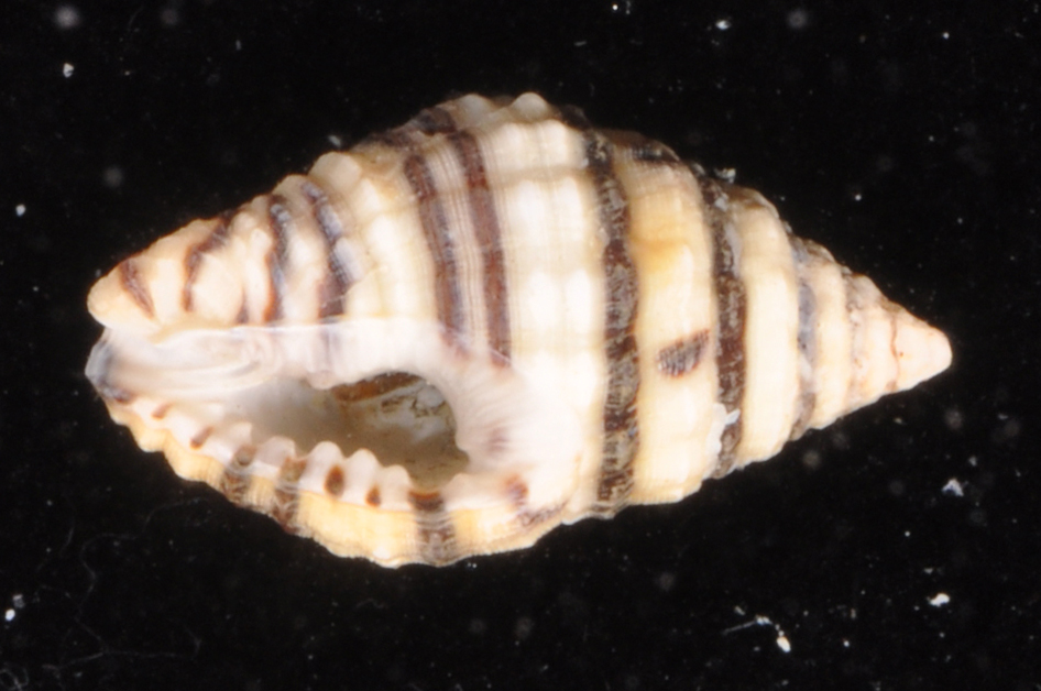 Engina lineata