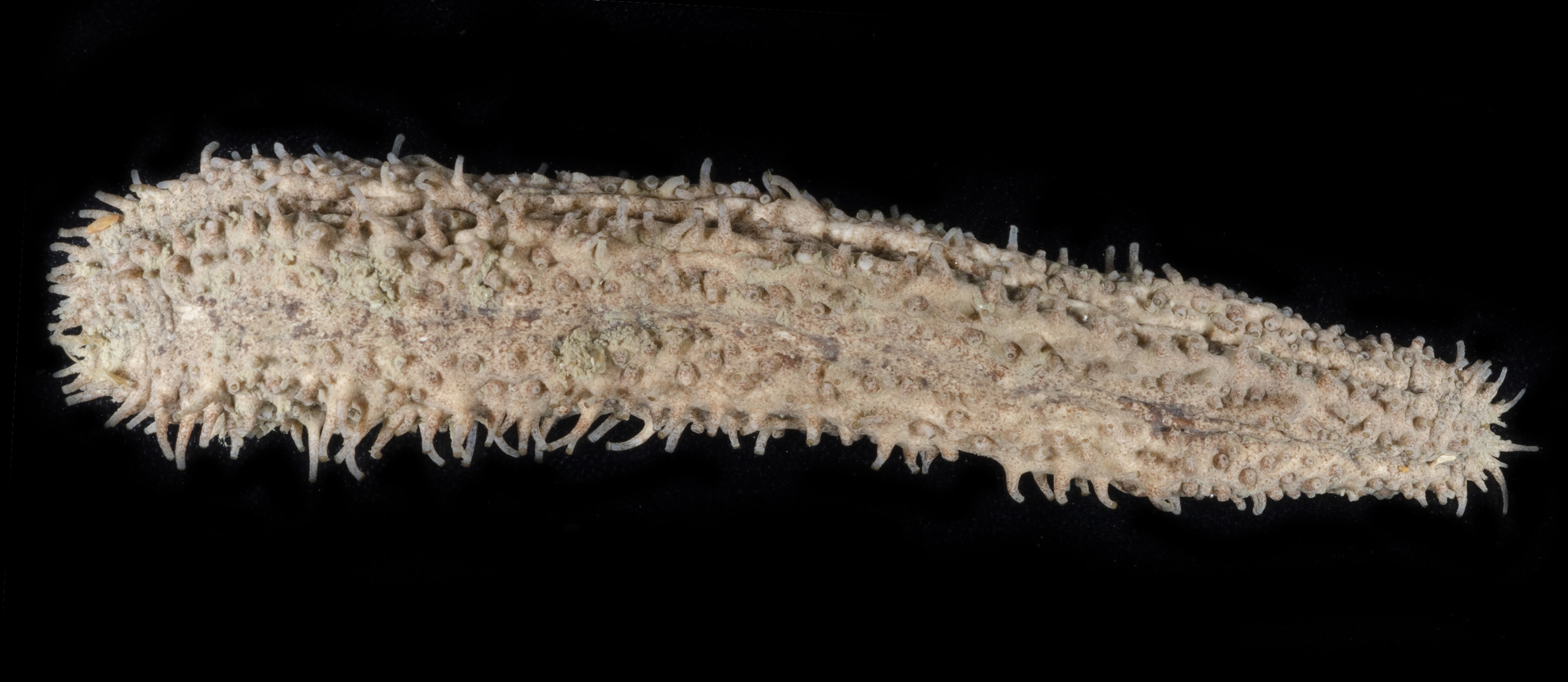 Actinocucumis