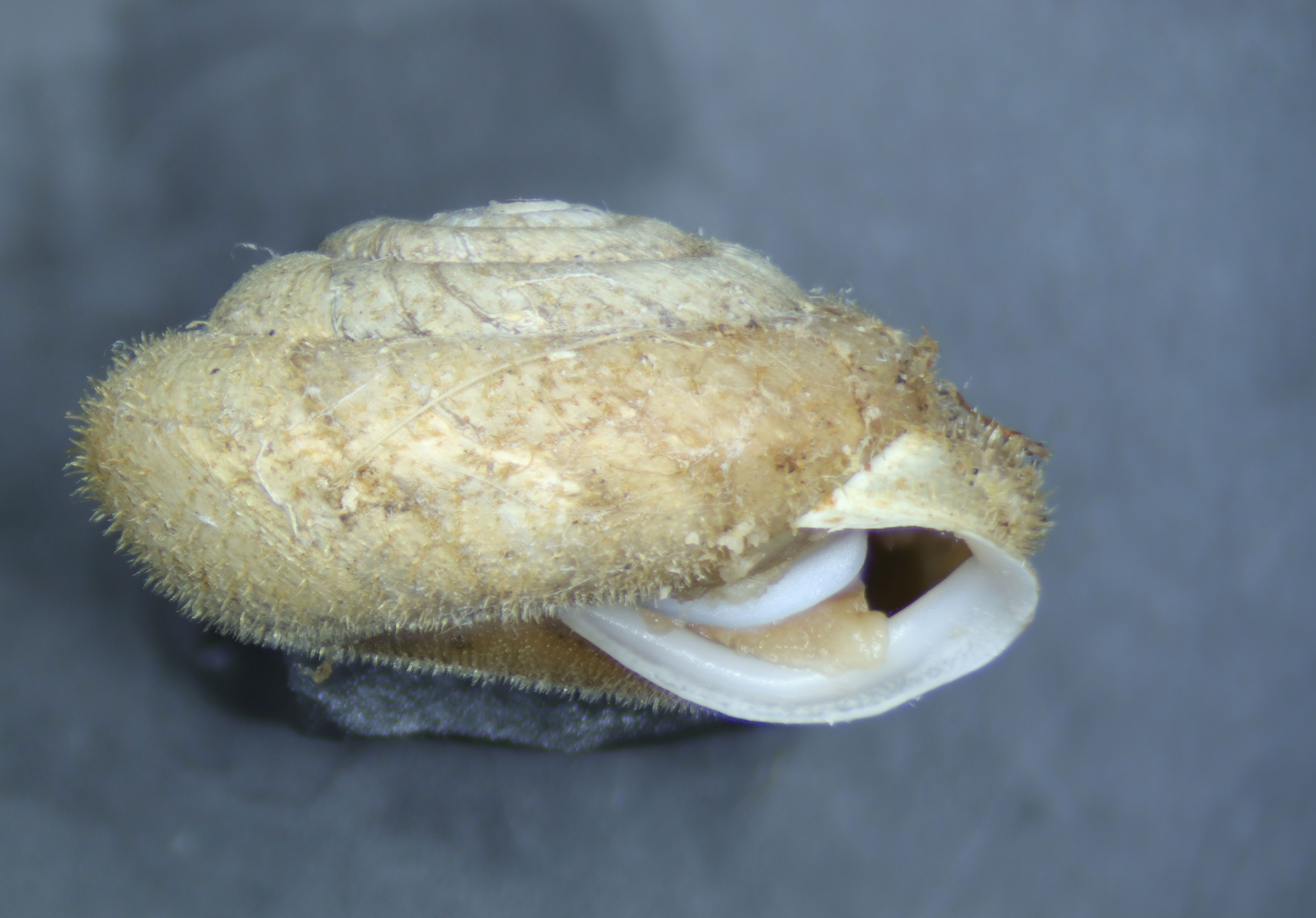Euchemotrema fraternum thumbnail