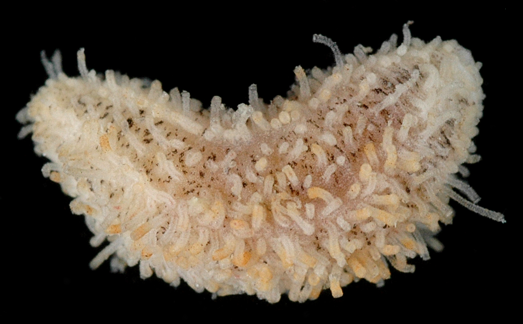 Phyllophoridae