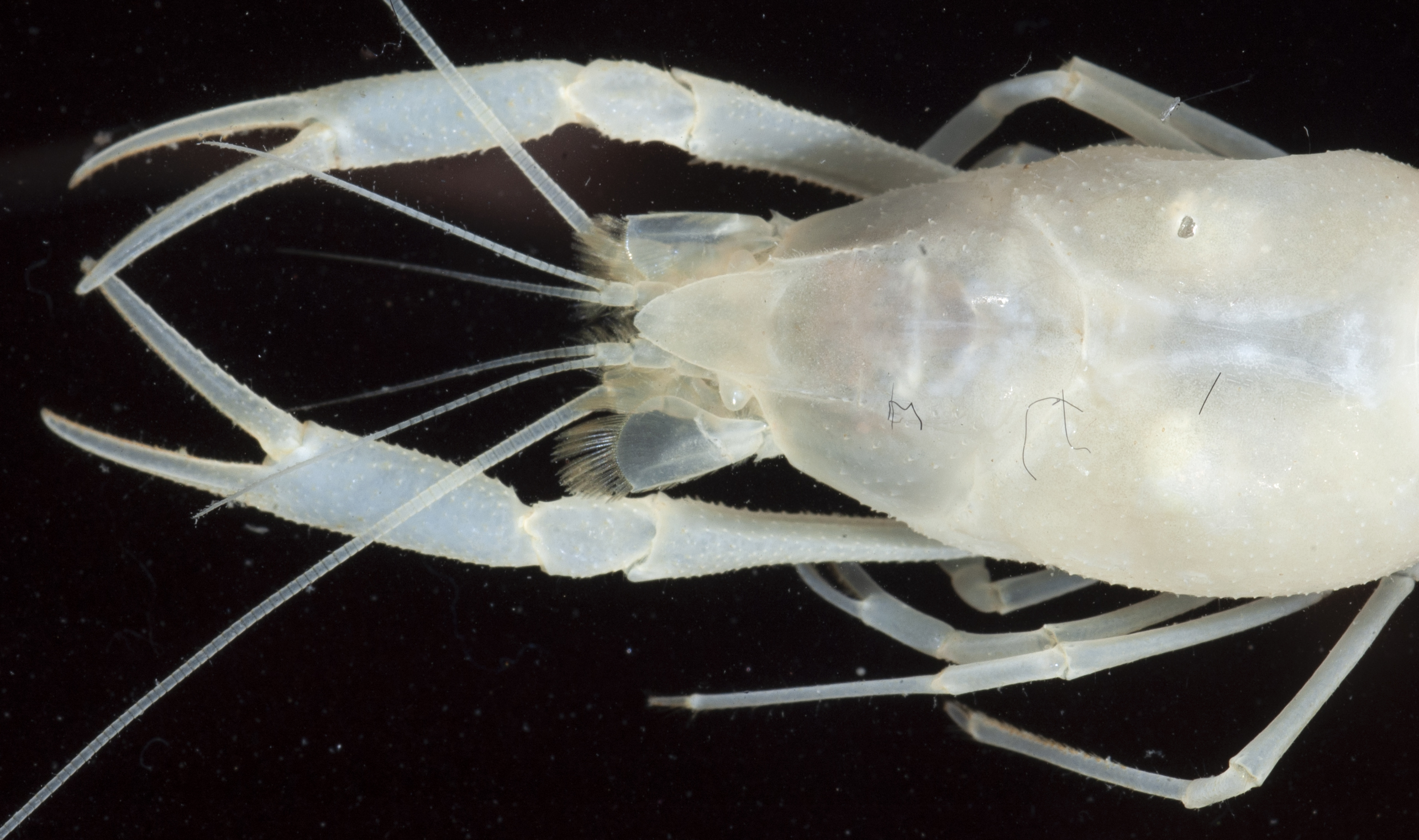 Procambarus morrisi
