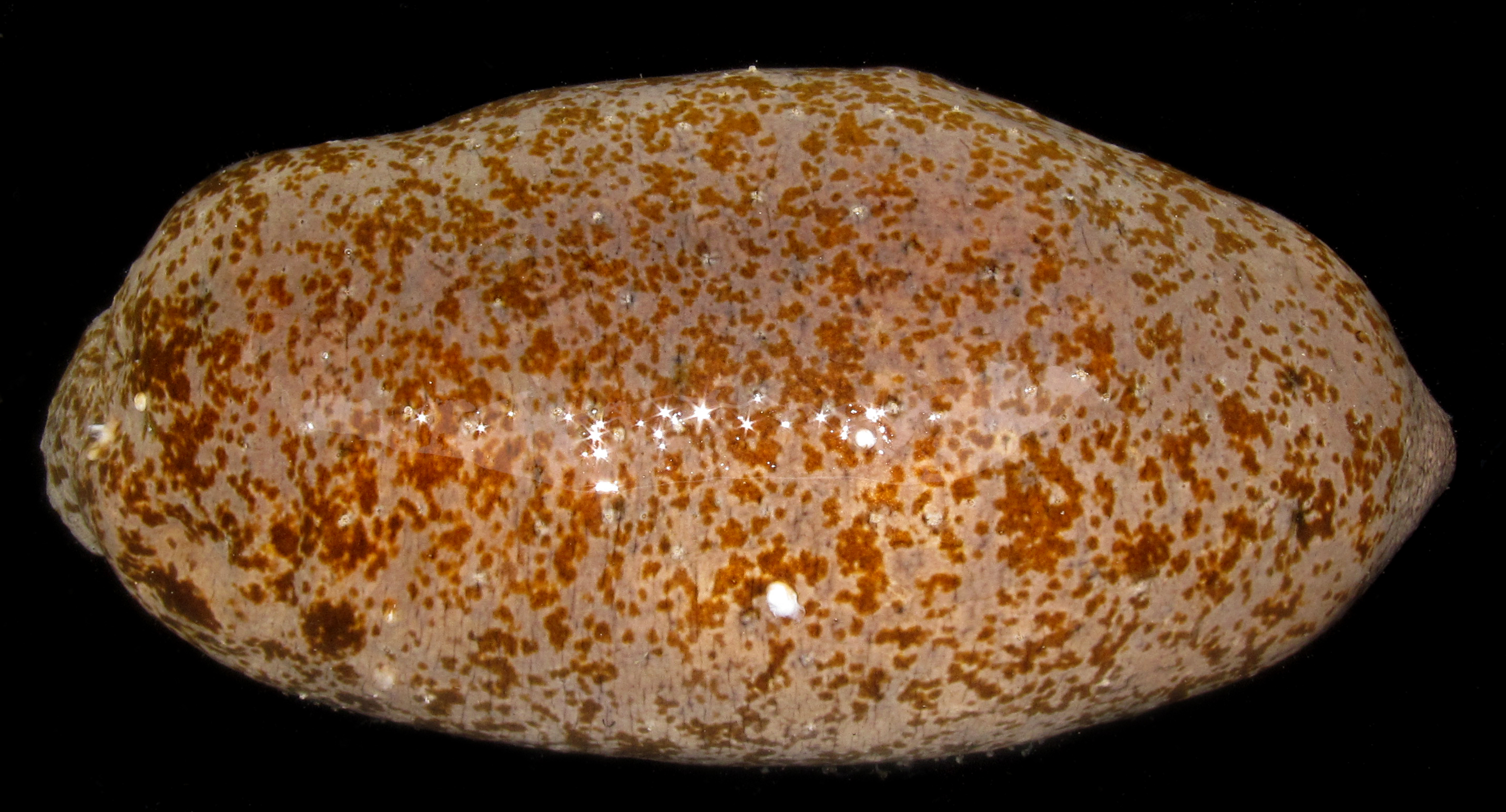Actinopyga lecanora image