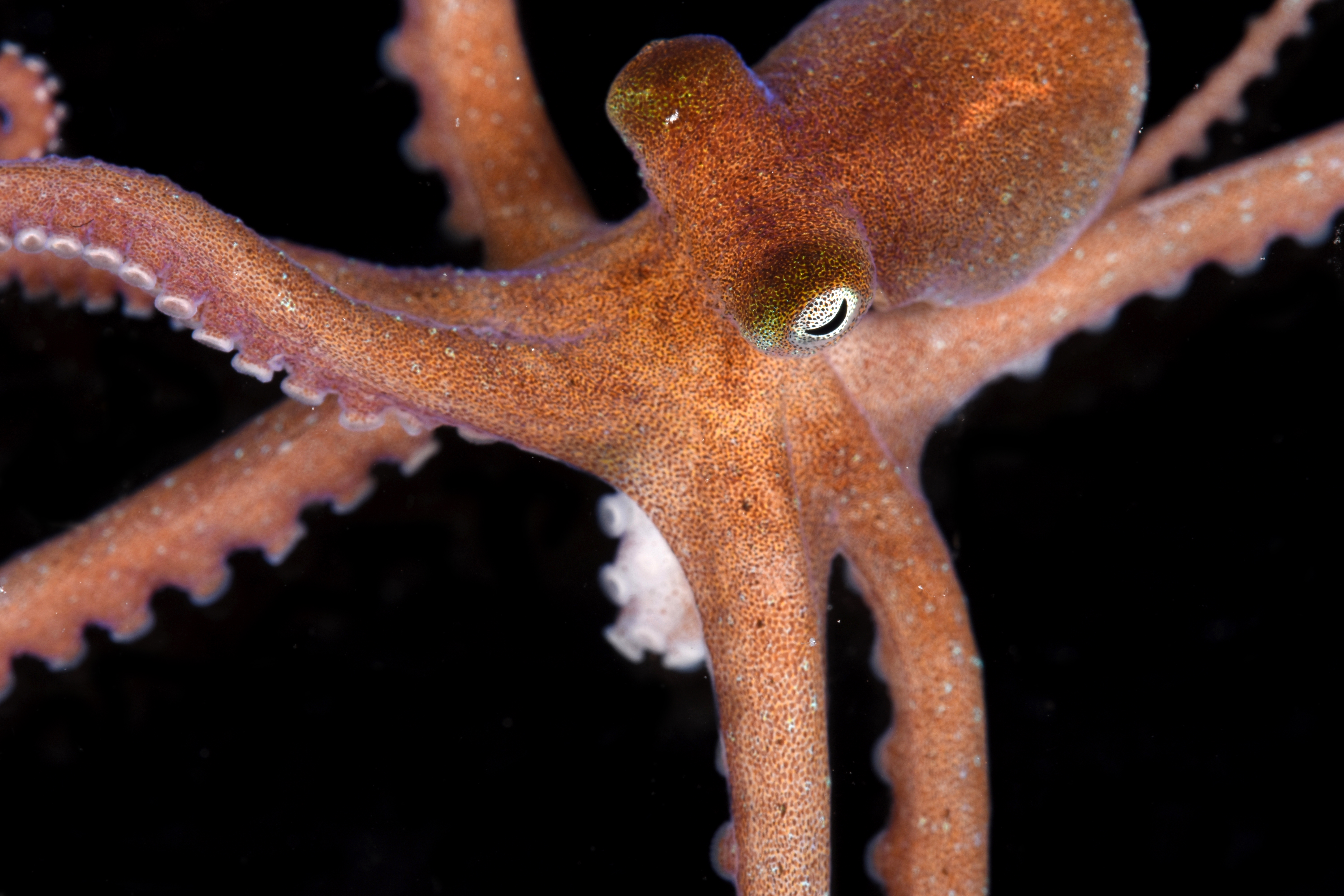 Octopus joubini image