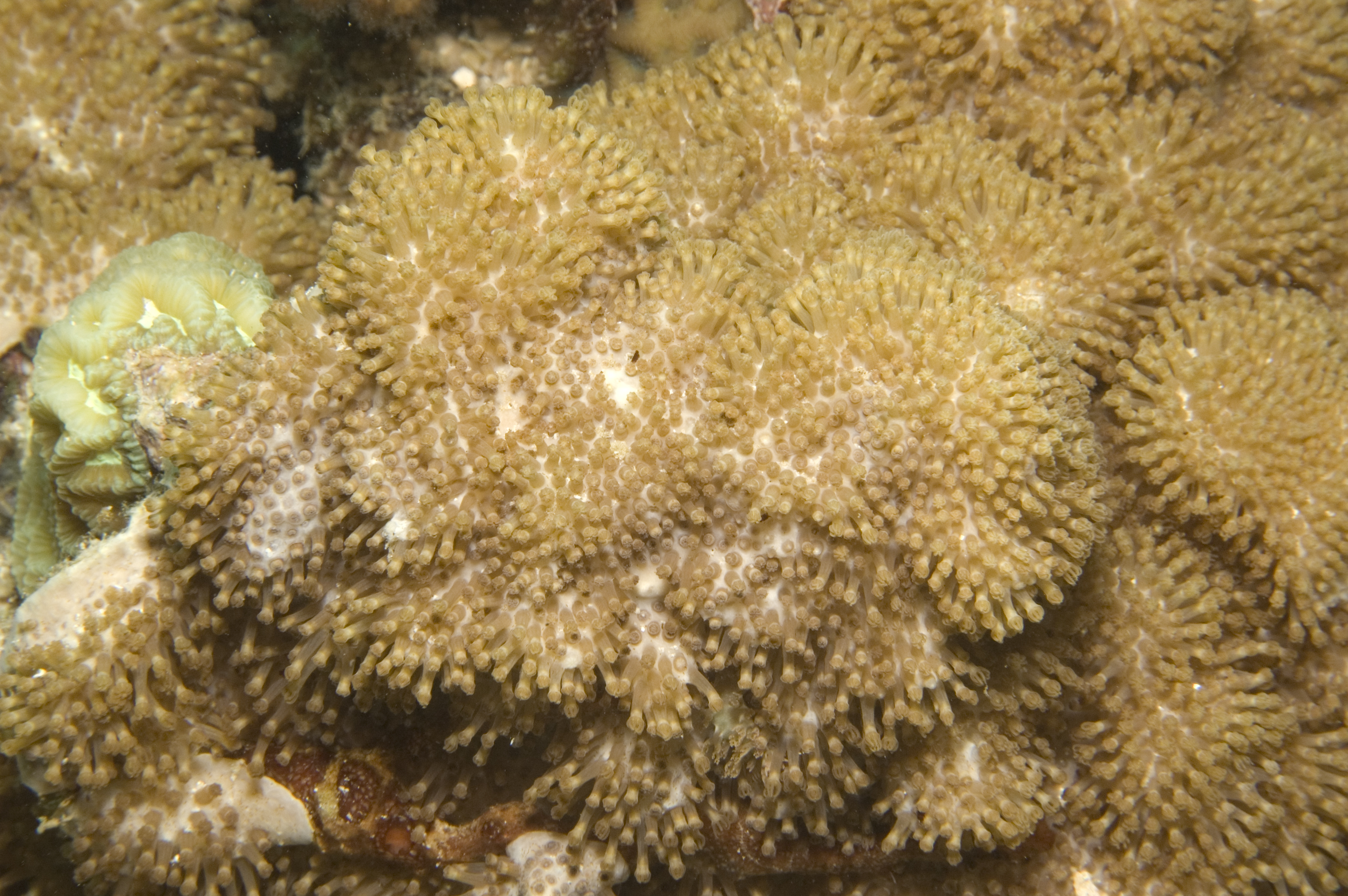 Rhytisma thumbnail