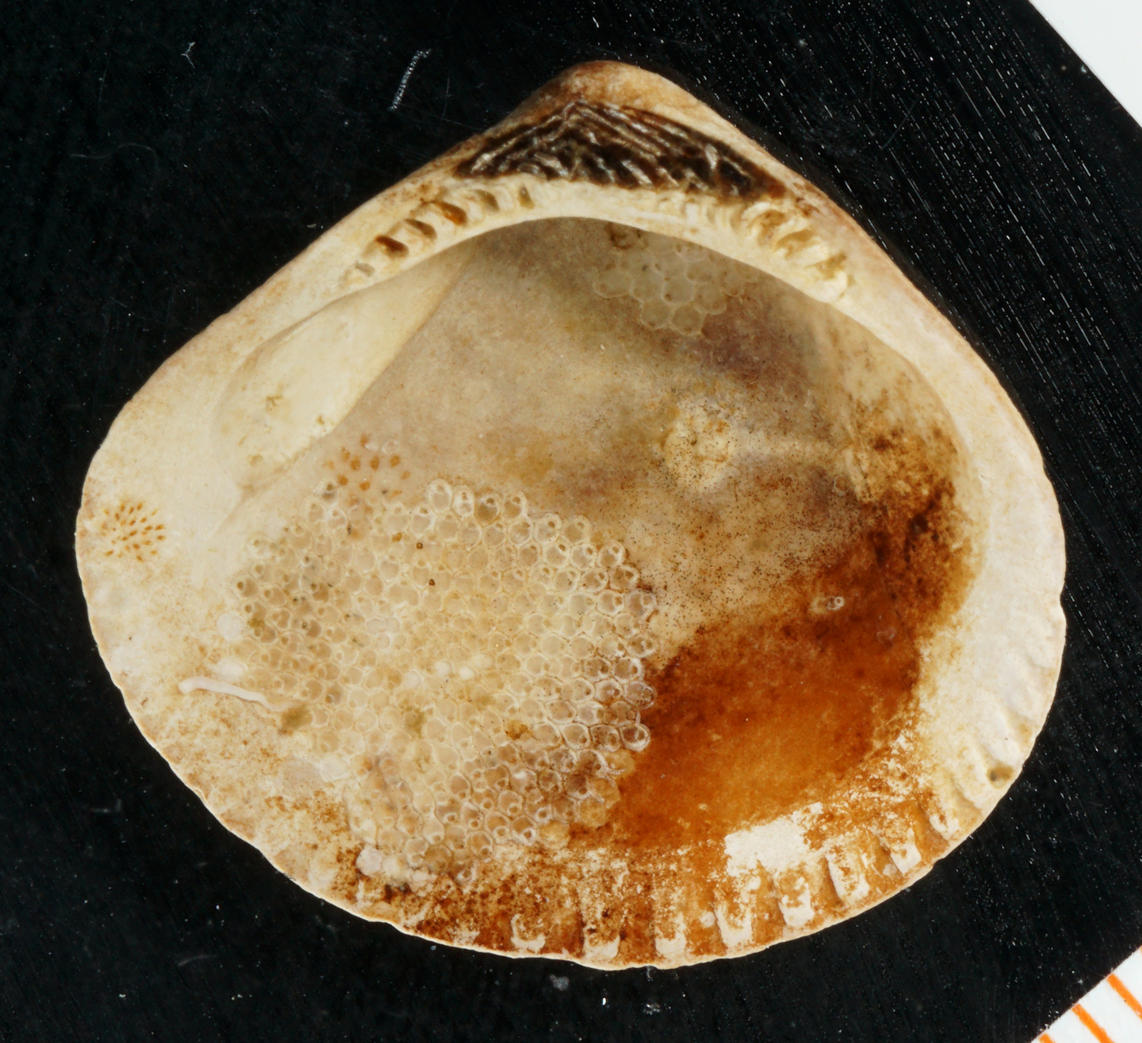 Puellina setosa