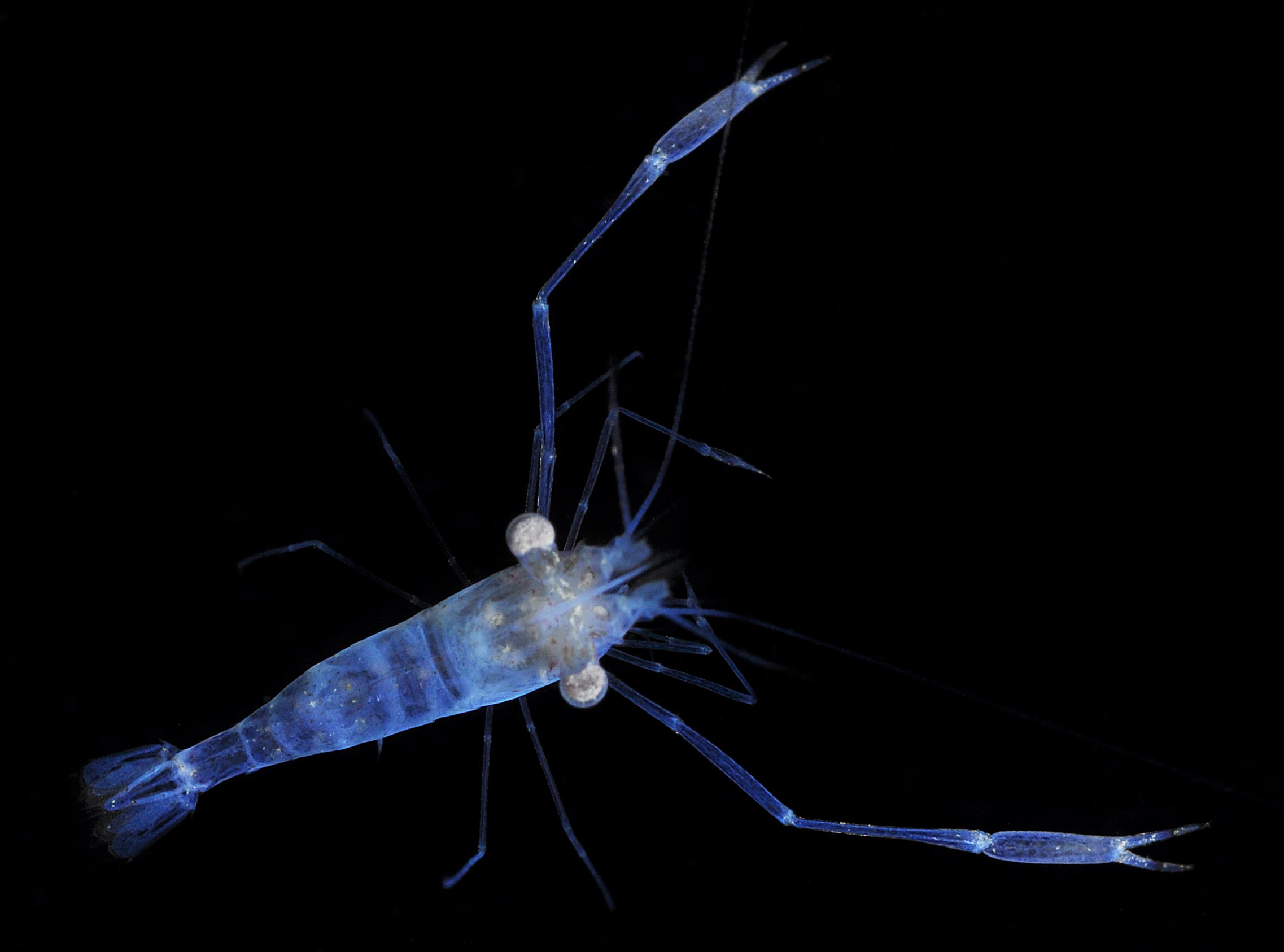 Palaemonella