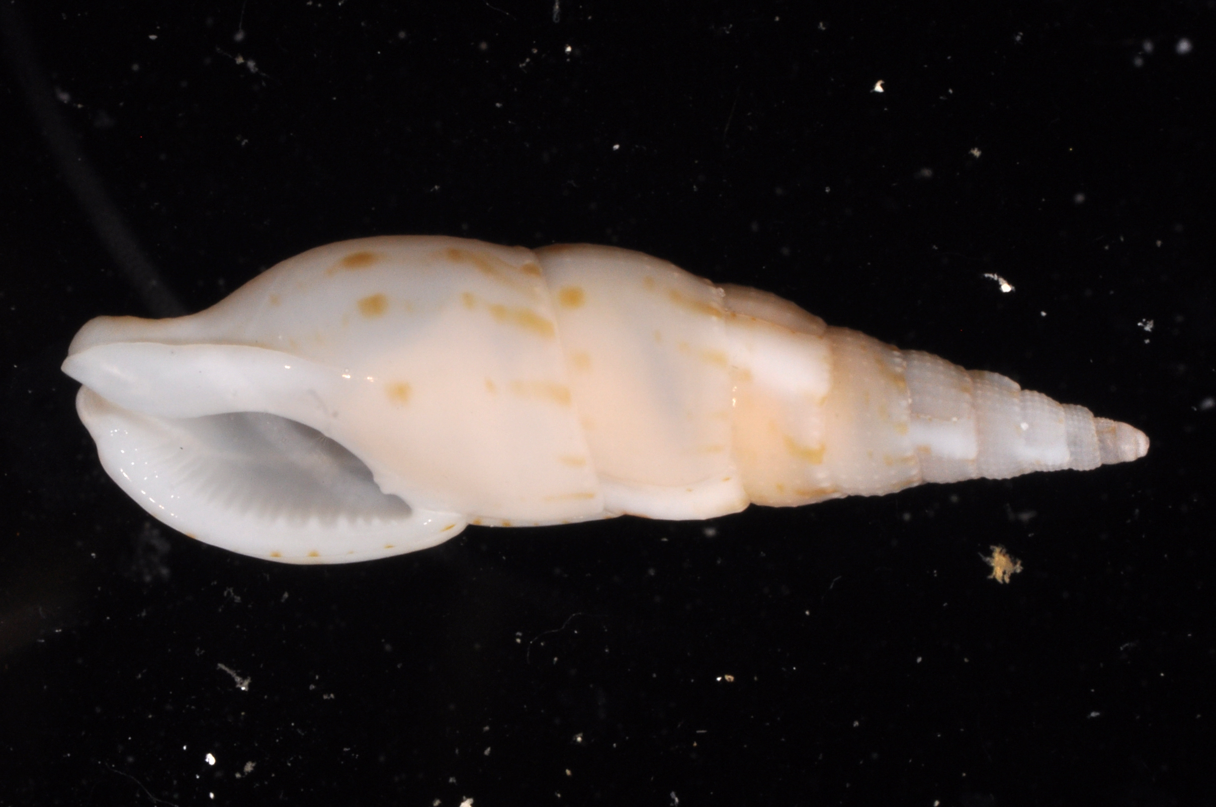 Colubraria nitidula