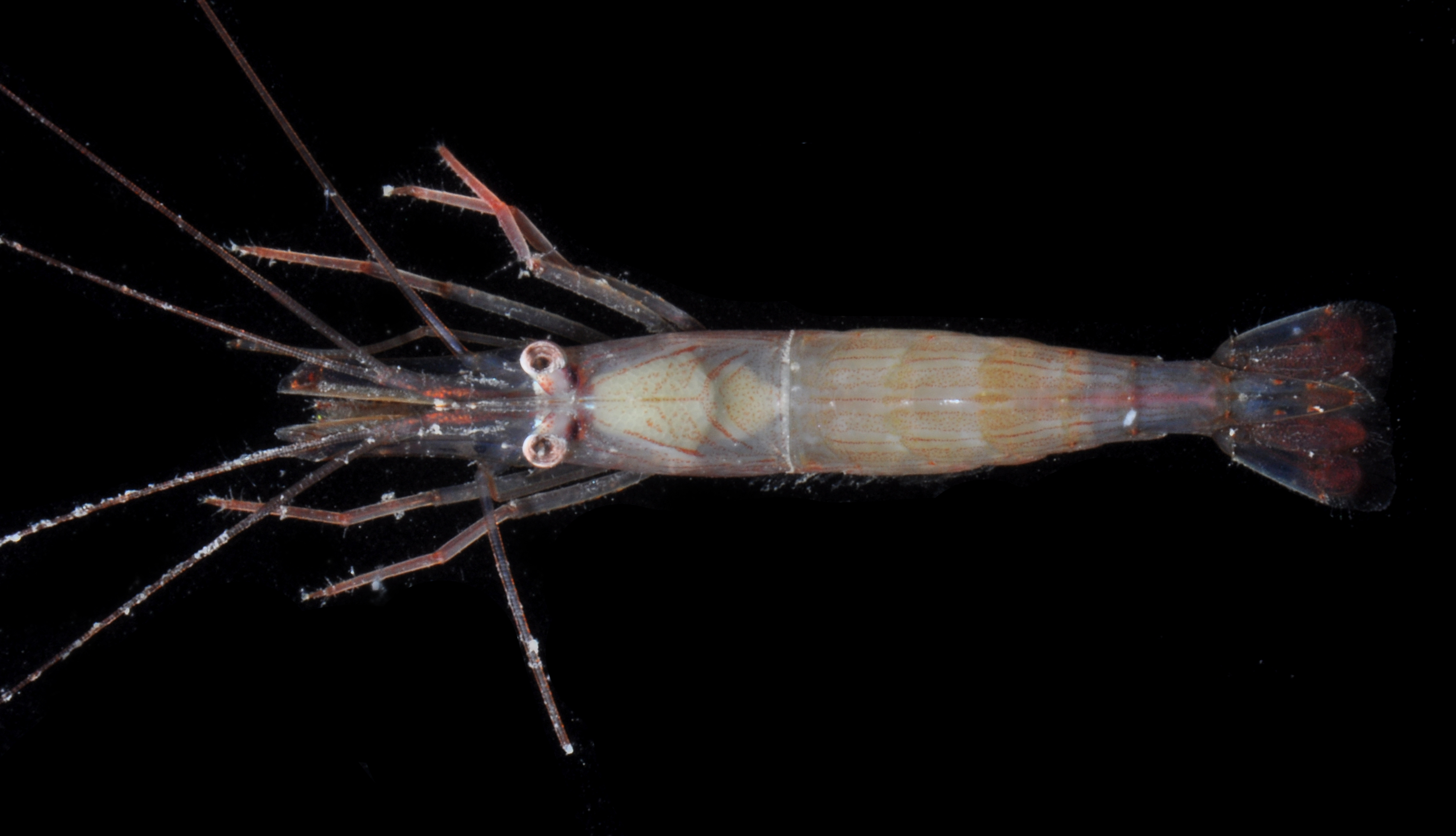Lysmata boggessi thumbnail