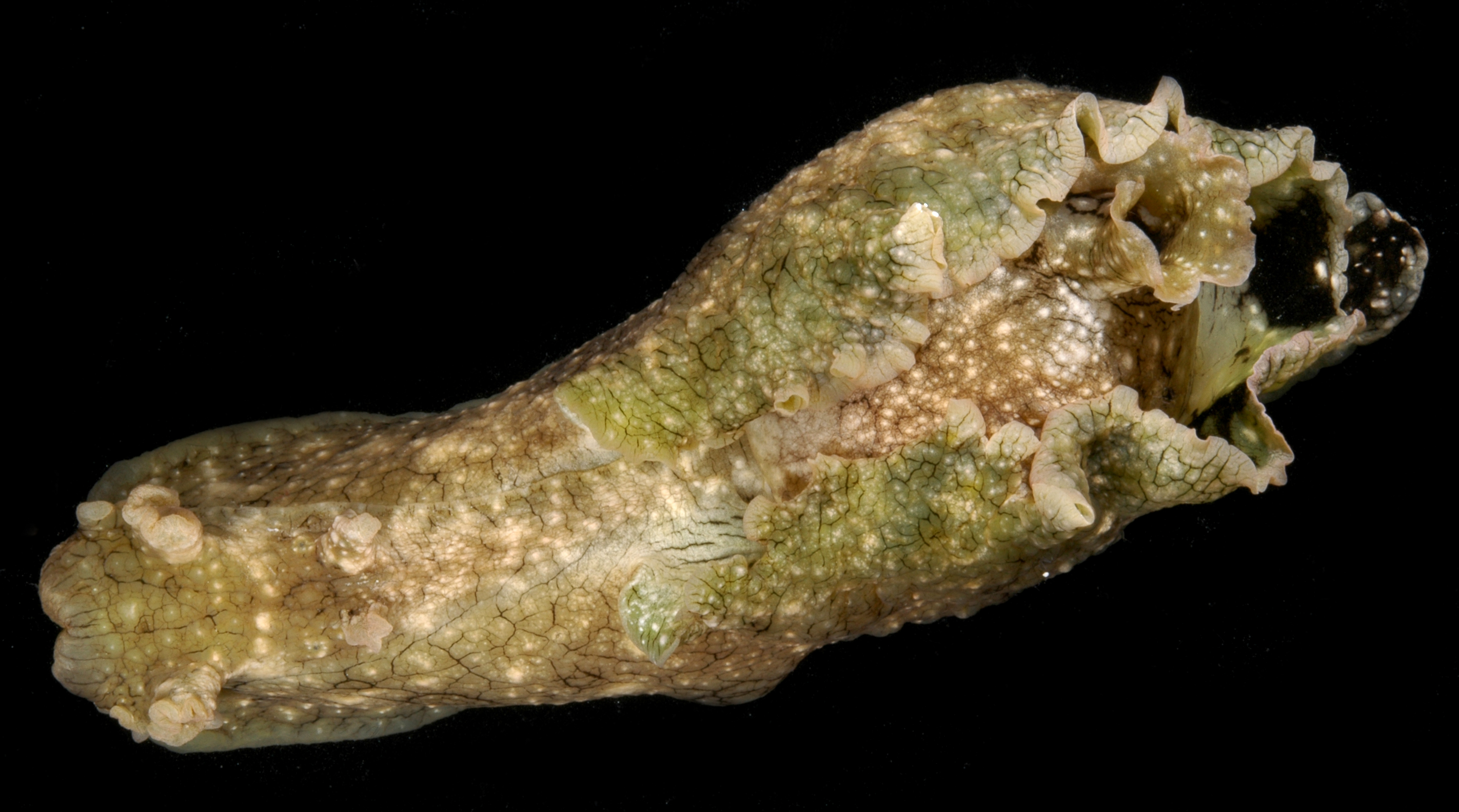 Aplysia dactylomela image