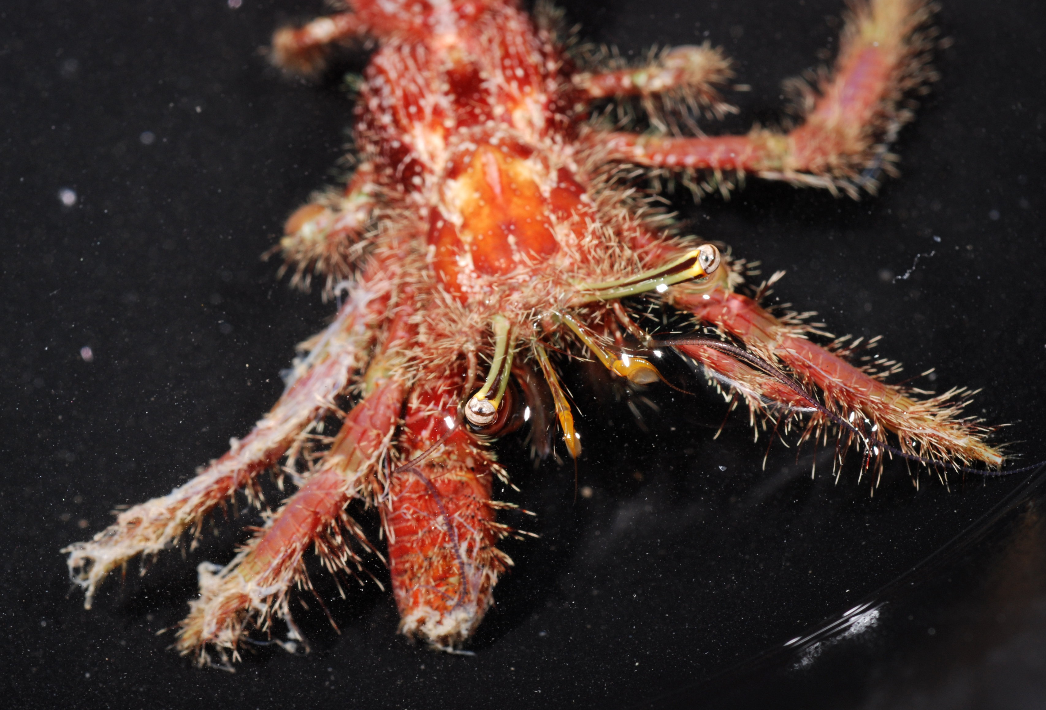 Aniculus