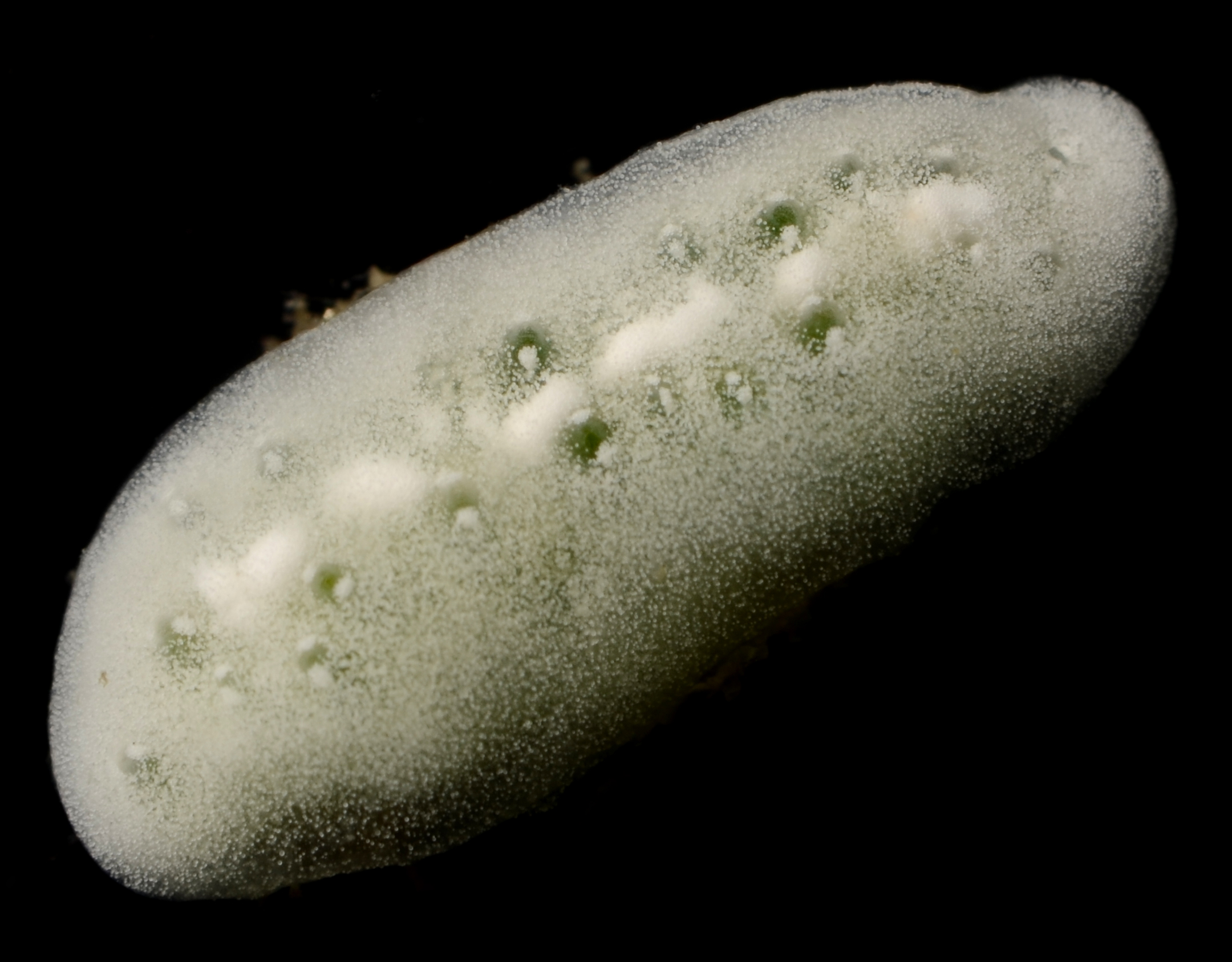 Lissoclinum patella image