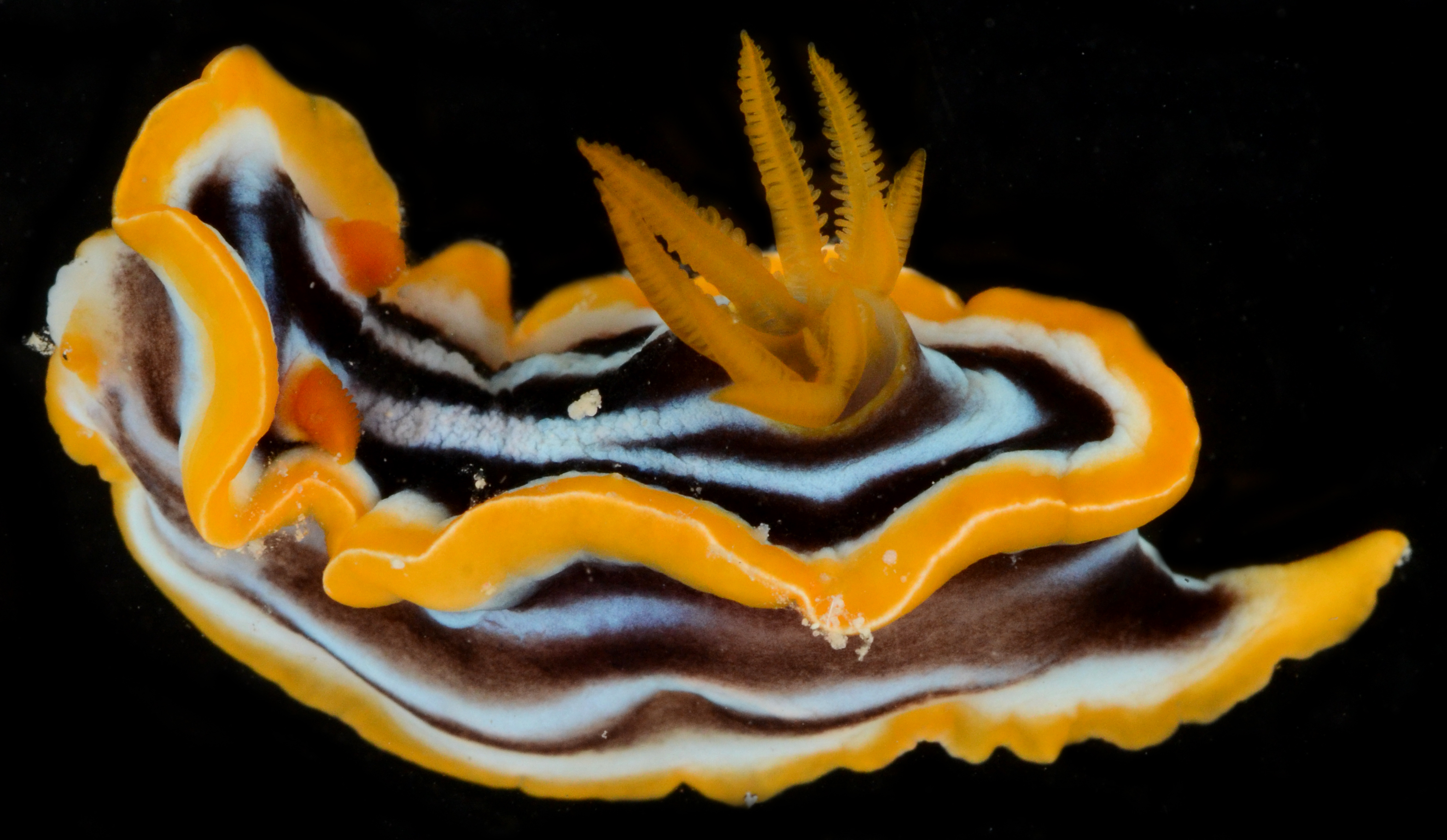 Chromodoris quadricolor image