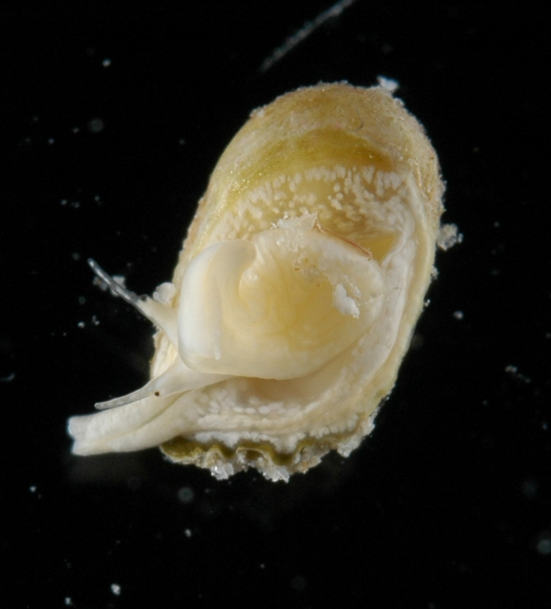 Coralliophilinae thumbnail