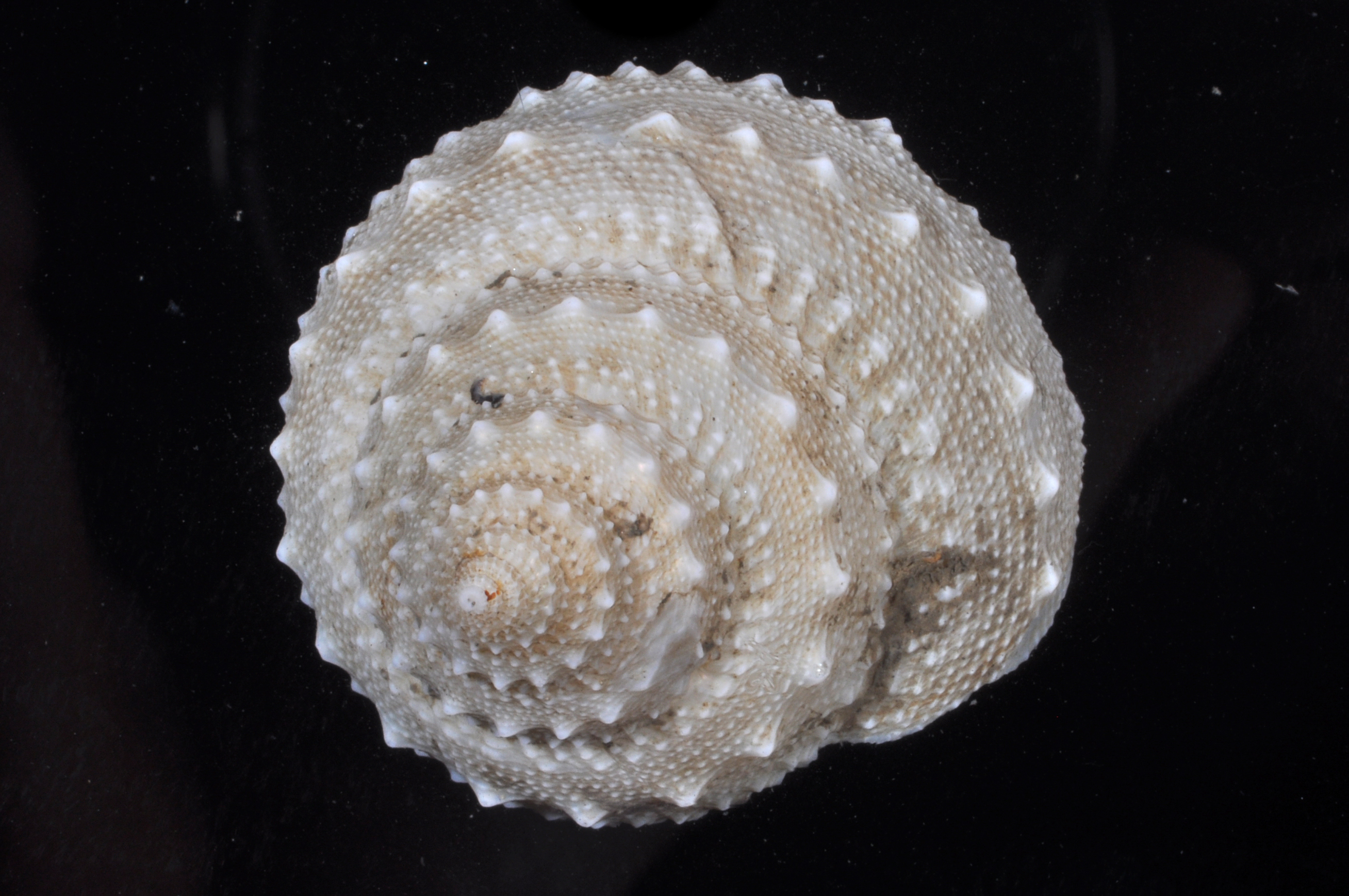 Lischkeia alwinae thumbnail