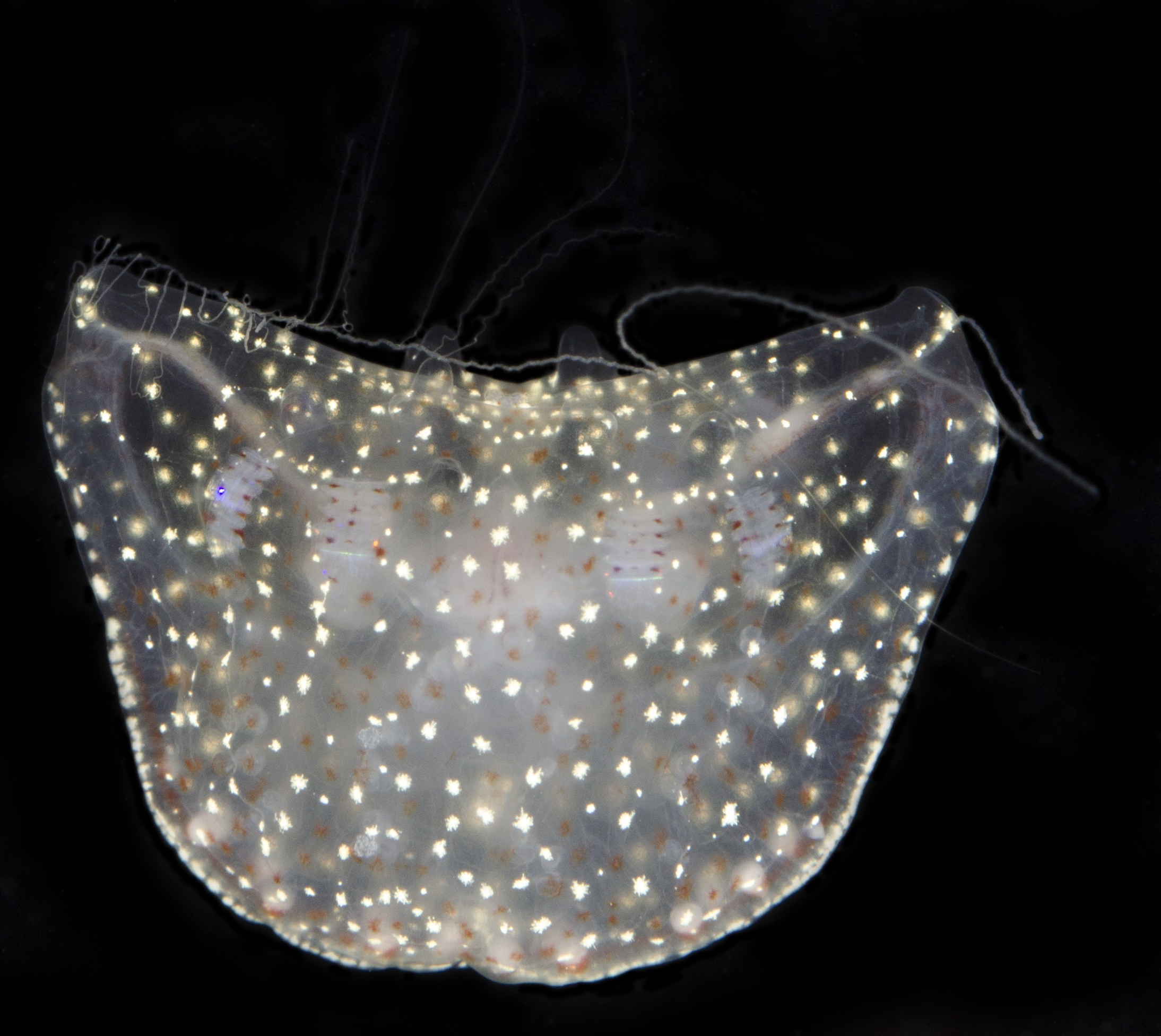 Ctenoplana