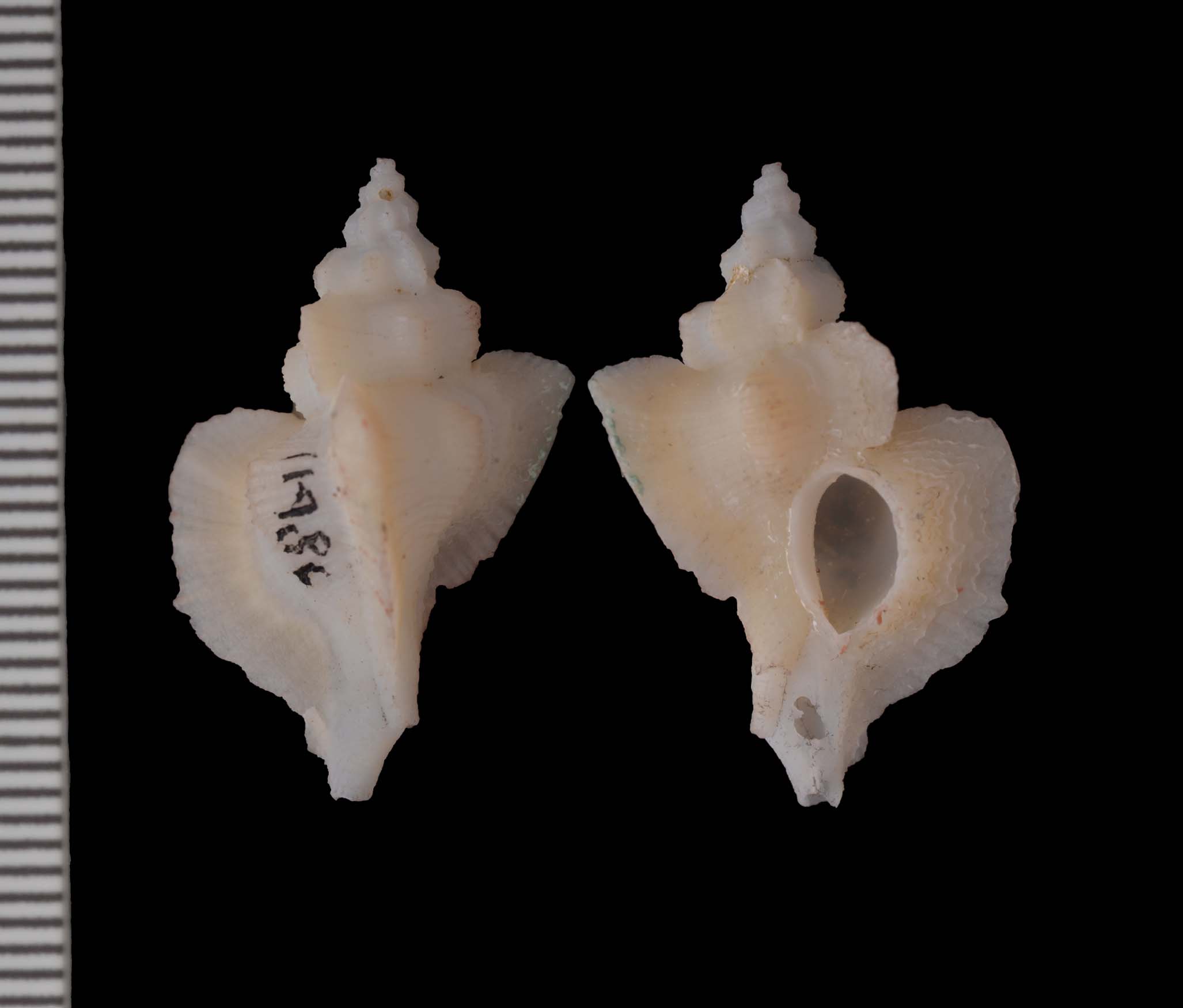Pteropurpura bequaerti thumbnail