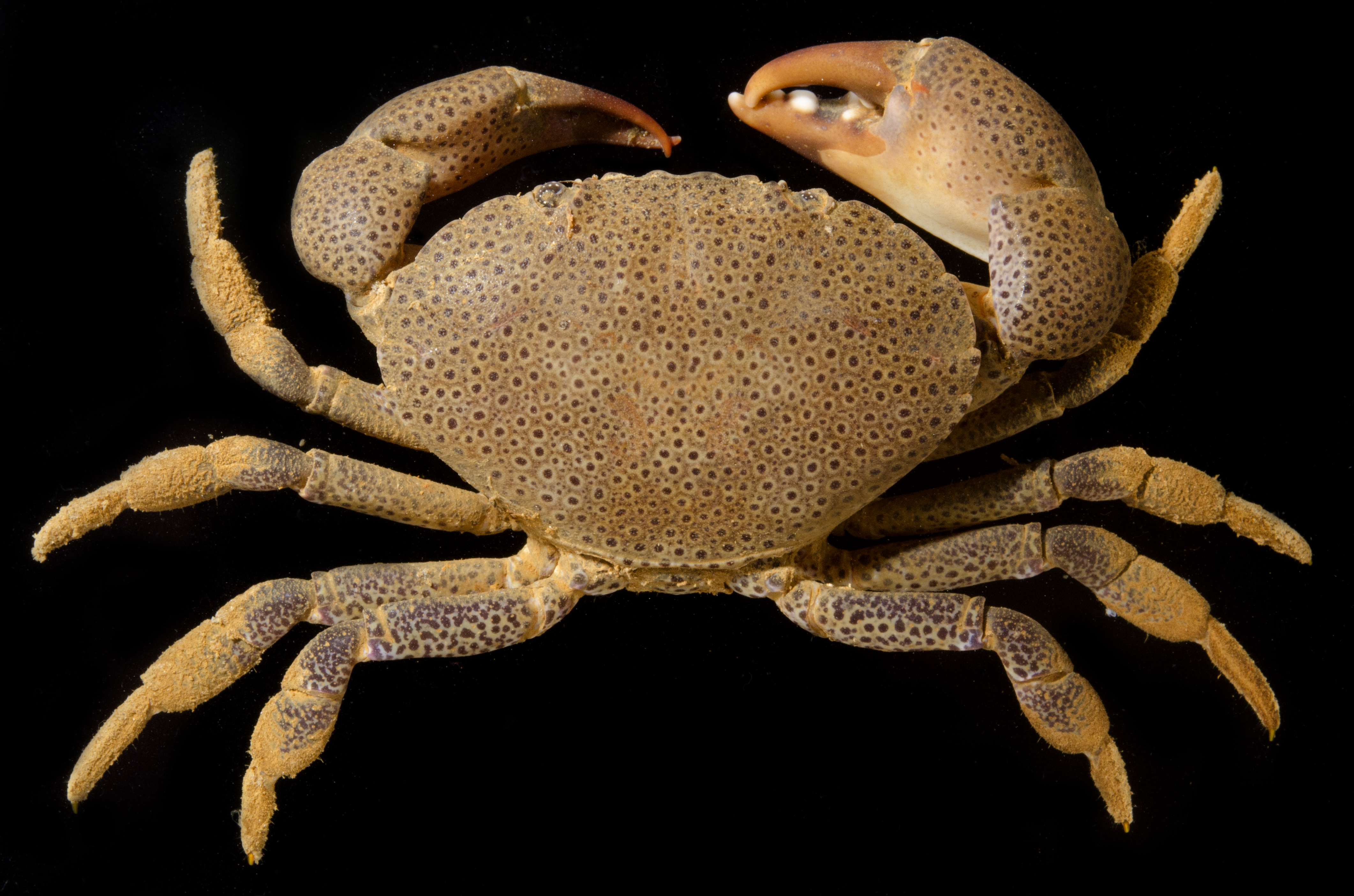Ozius