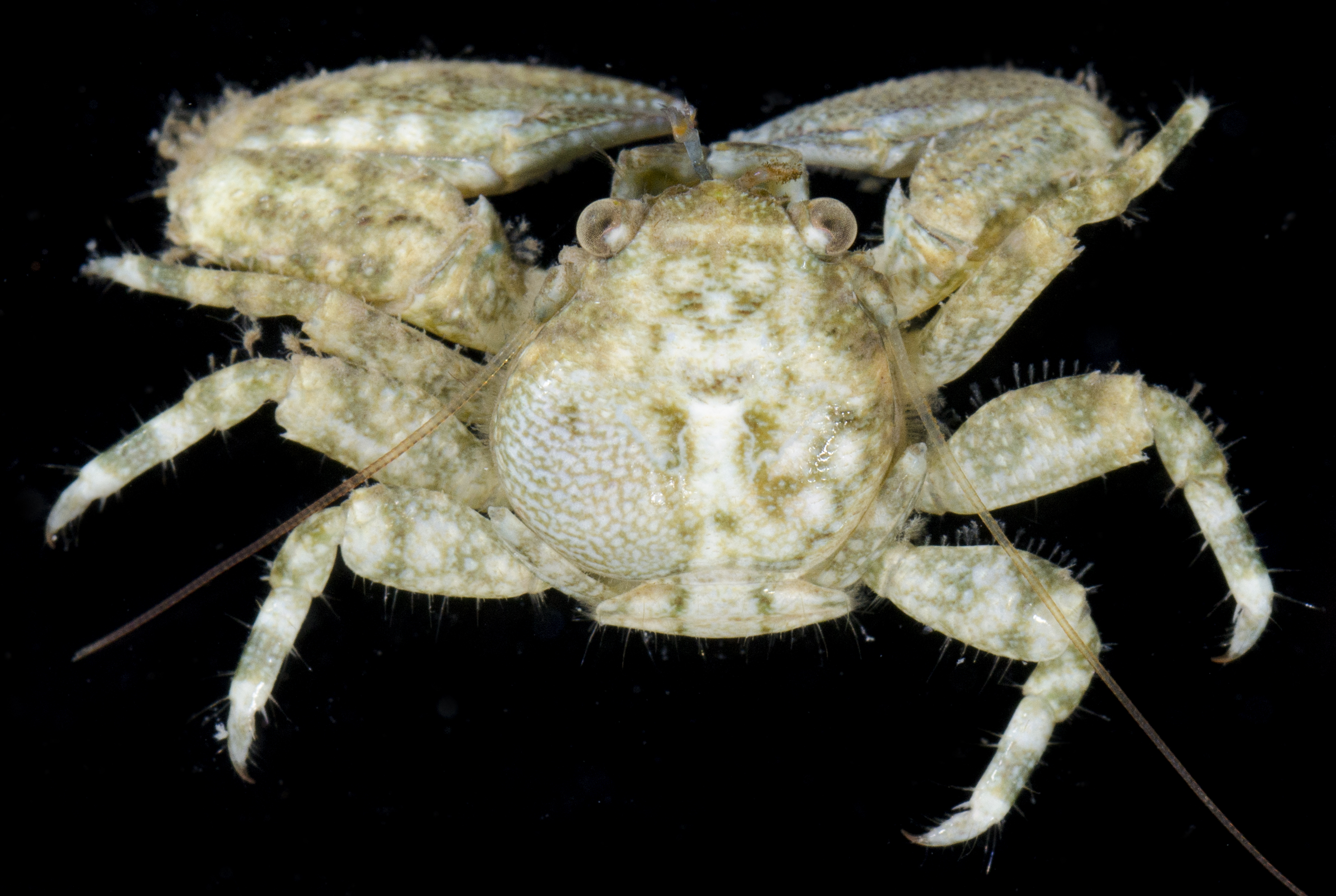 Aporobopyrus