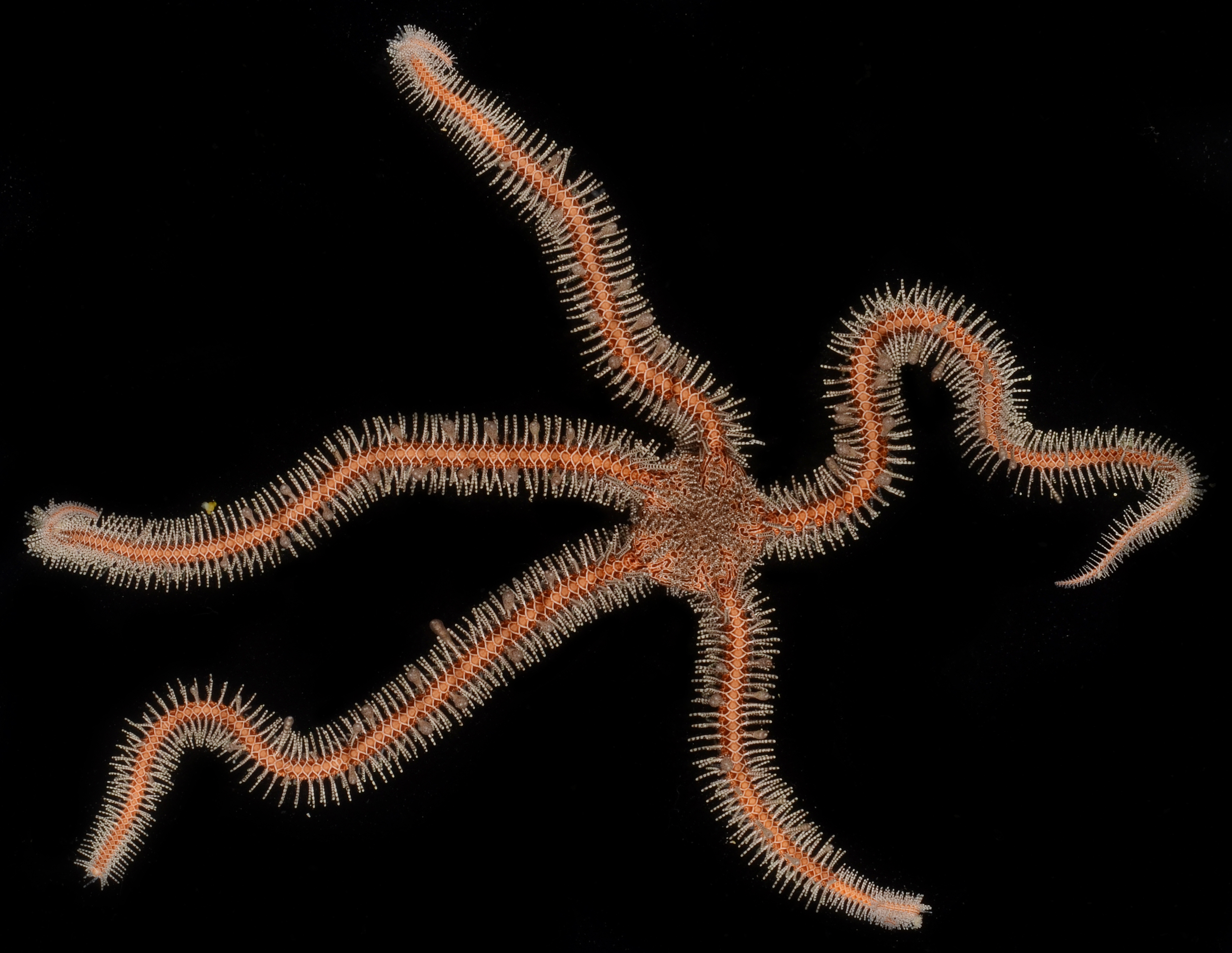 Ophiomastix annulosa image