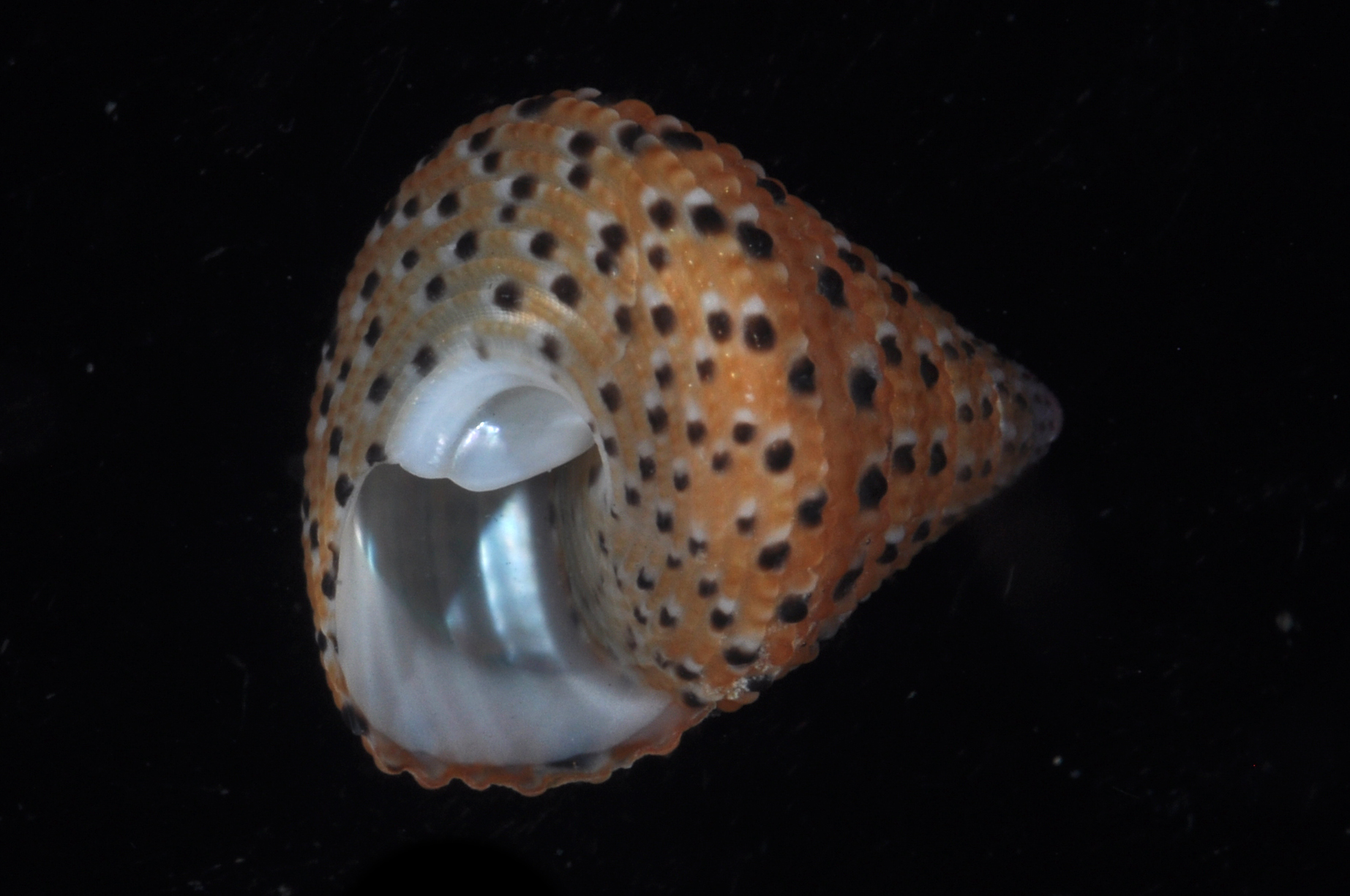 Clanculus margaritarius
