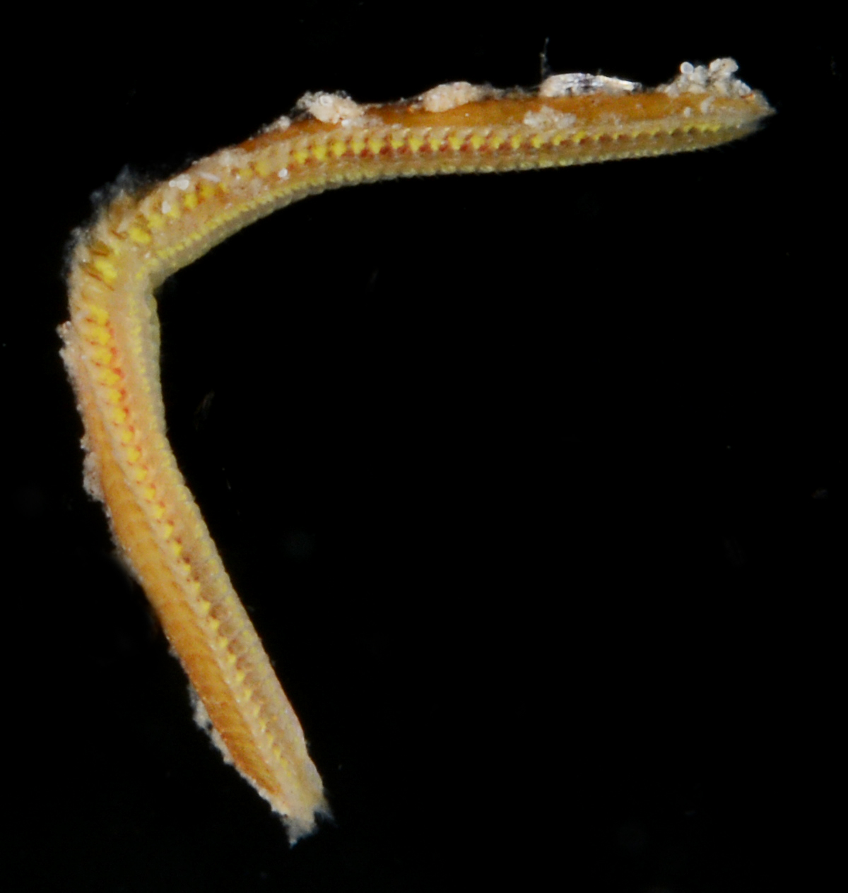 Bhawania goodei