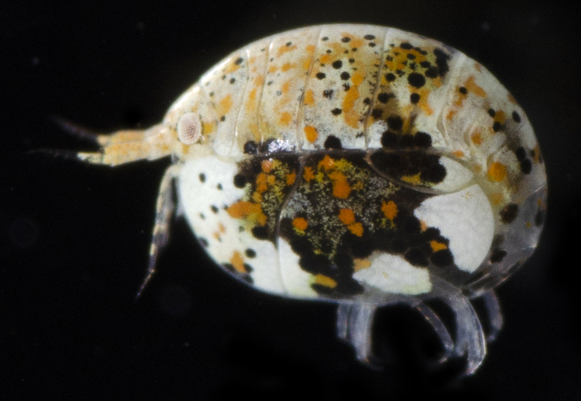 Cyproideidae