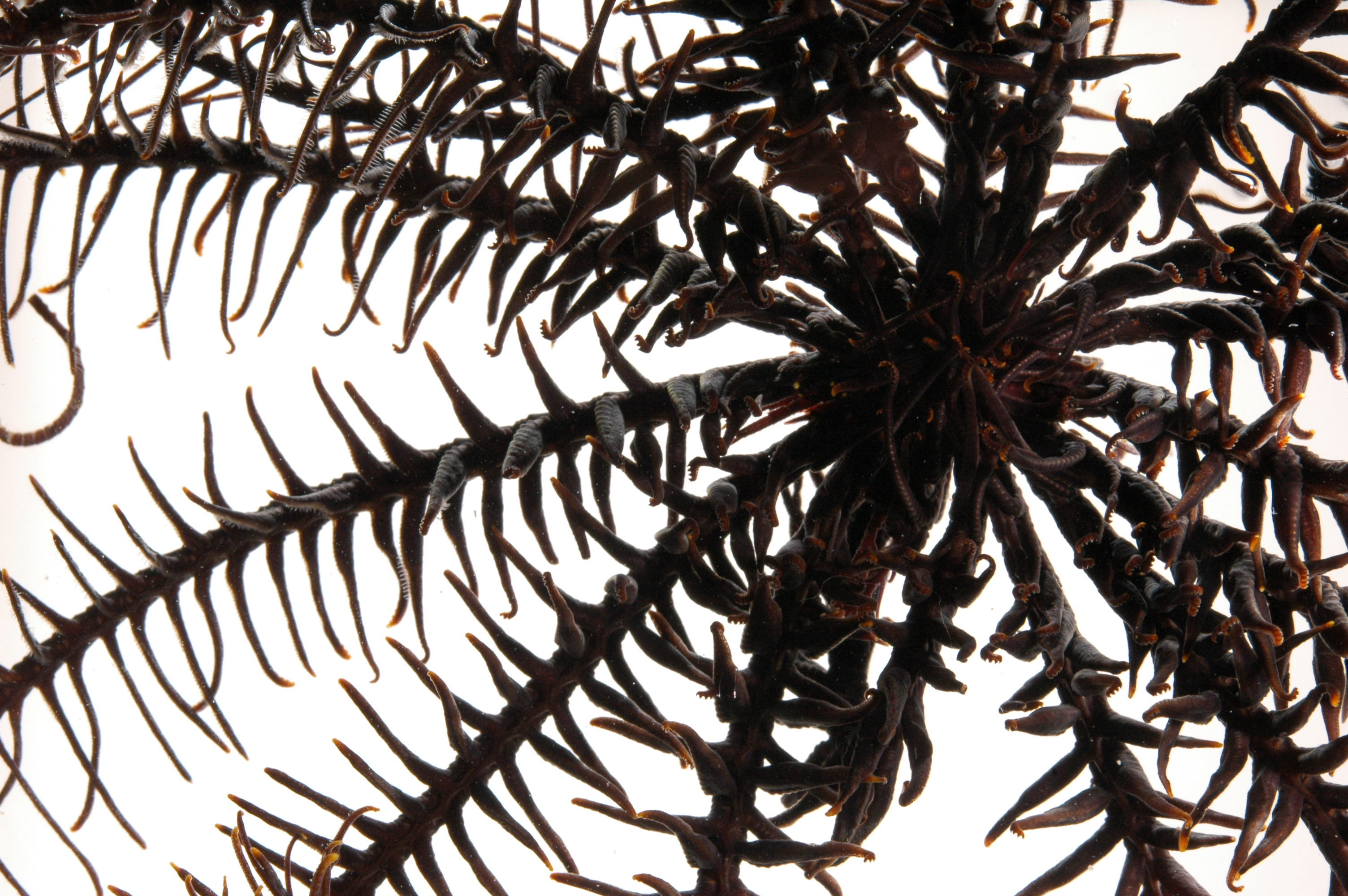 Comanthus parvicirrus