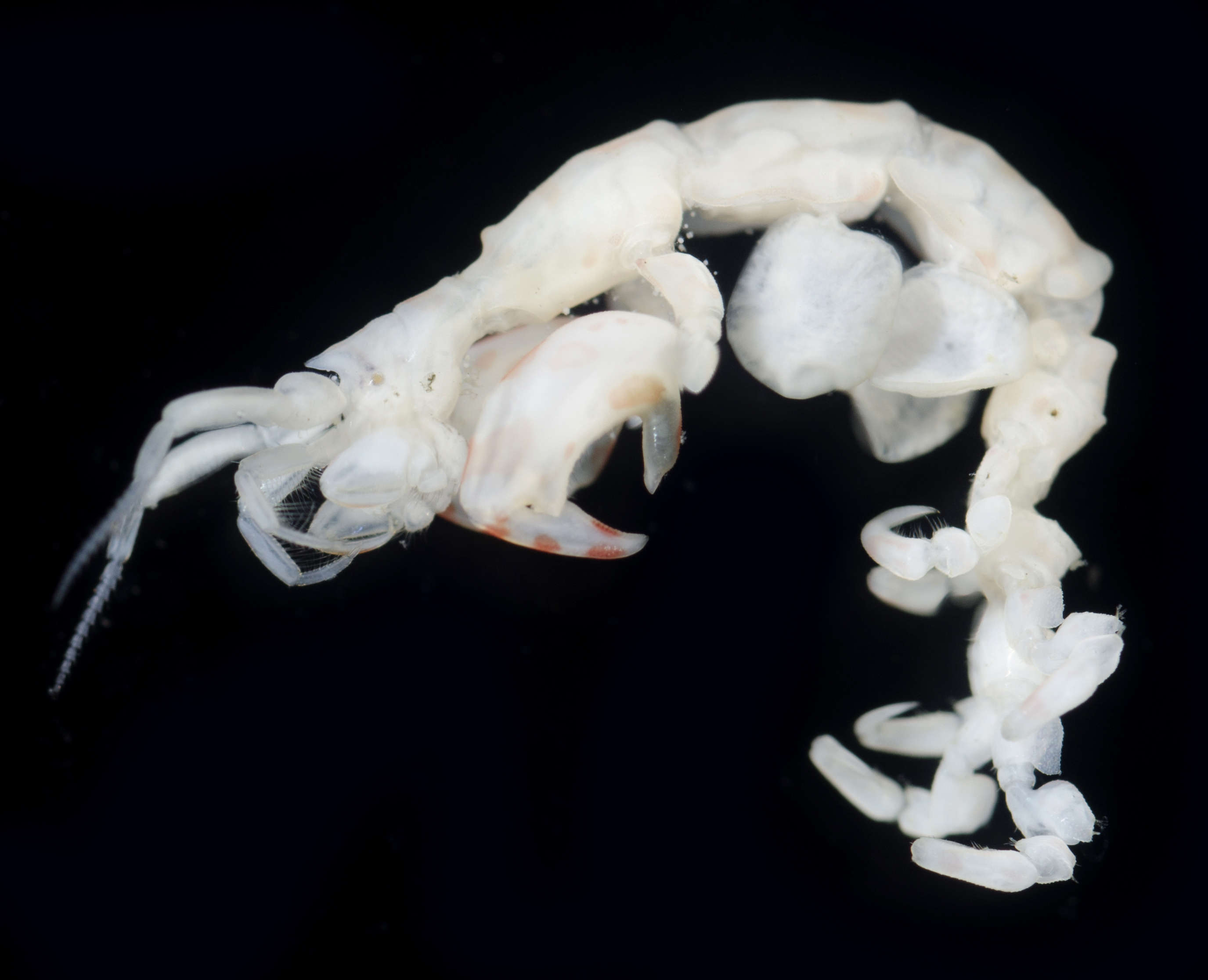 Caprella incisa