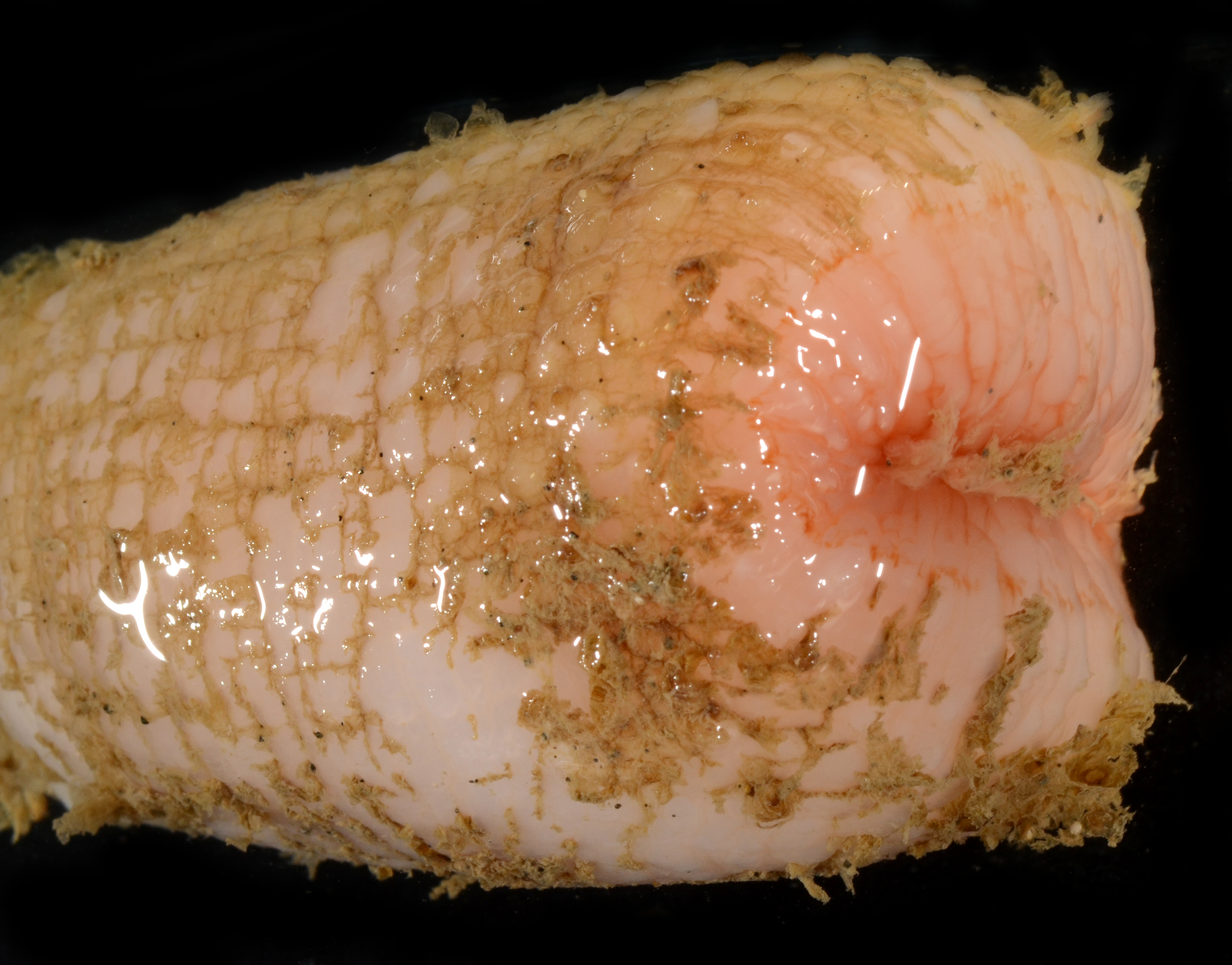Actinoscyphia aurelia image