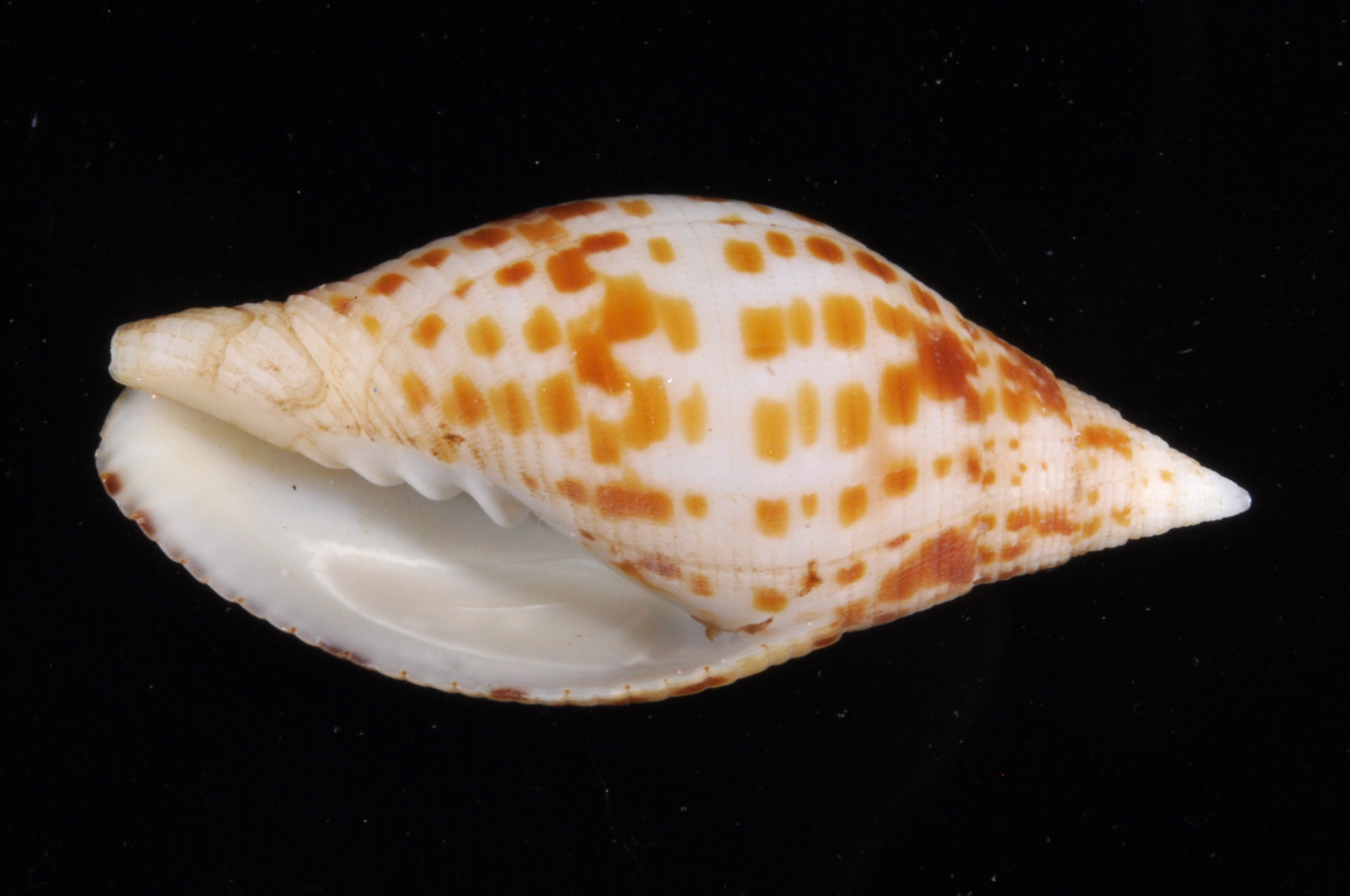 Mitra cardinalis thumbnail