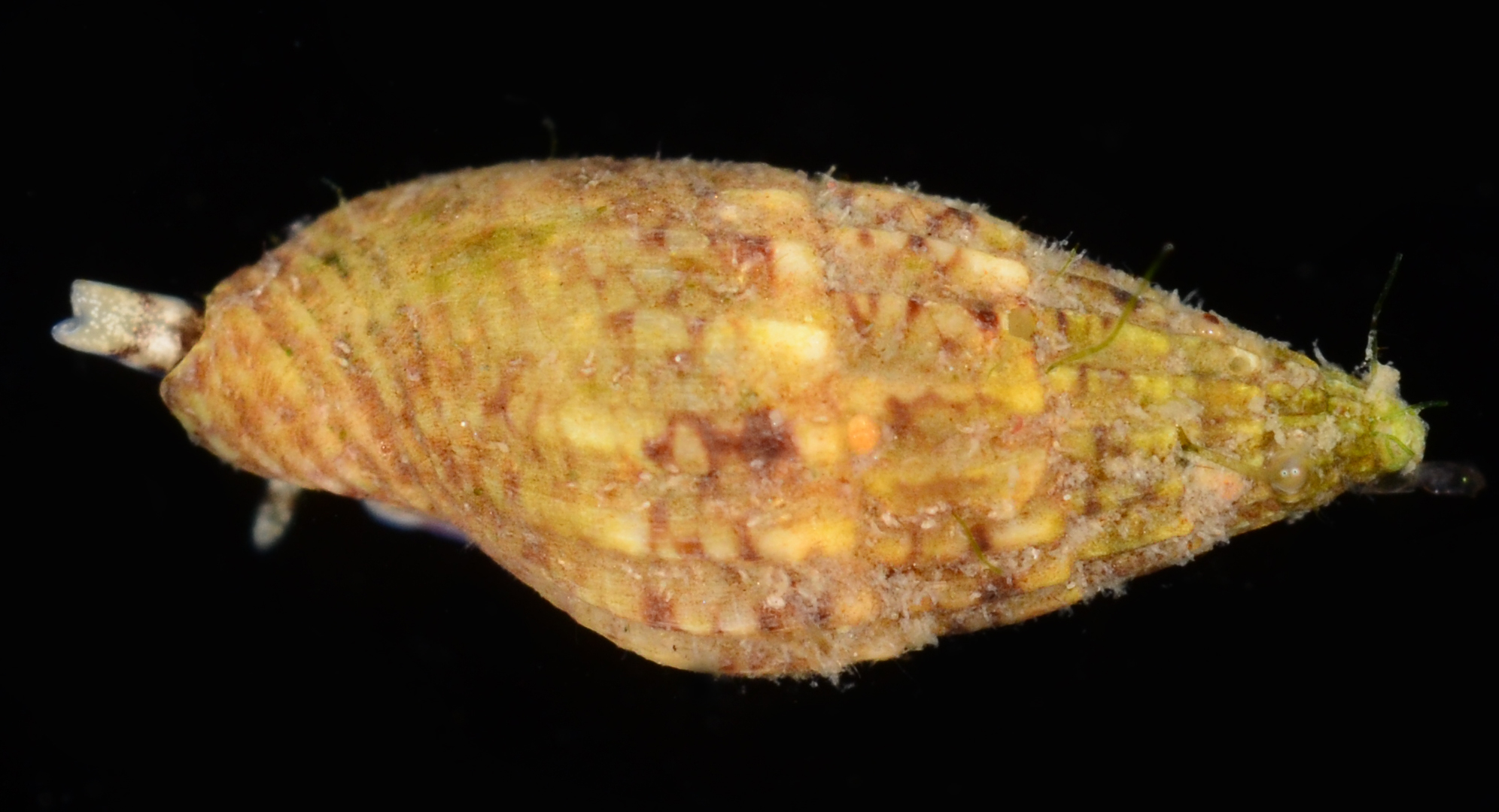 Costoanachis sparsa thumbnail