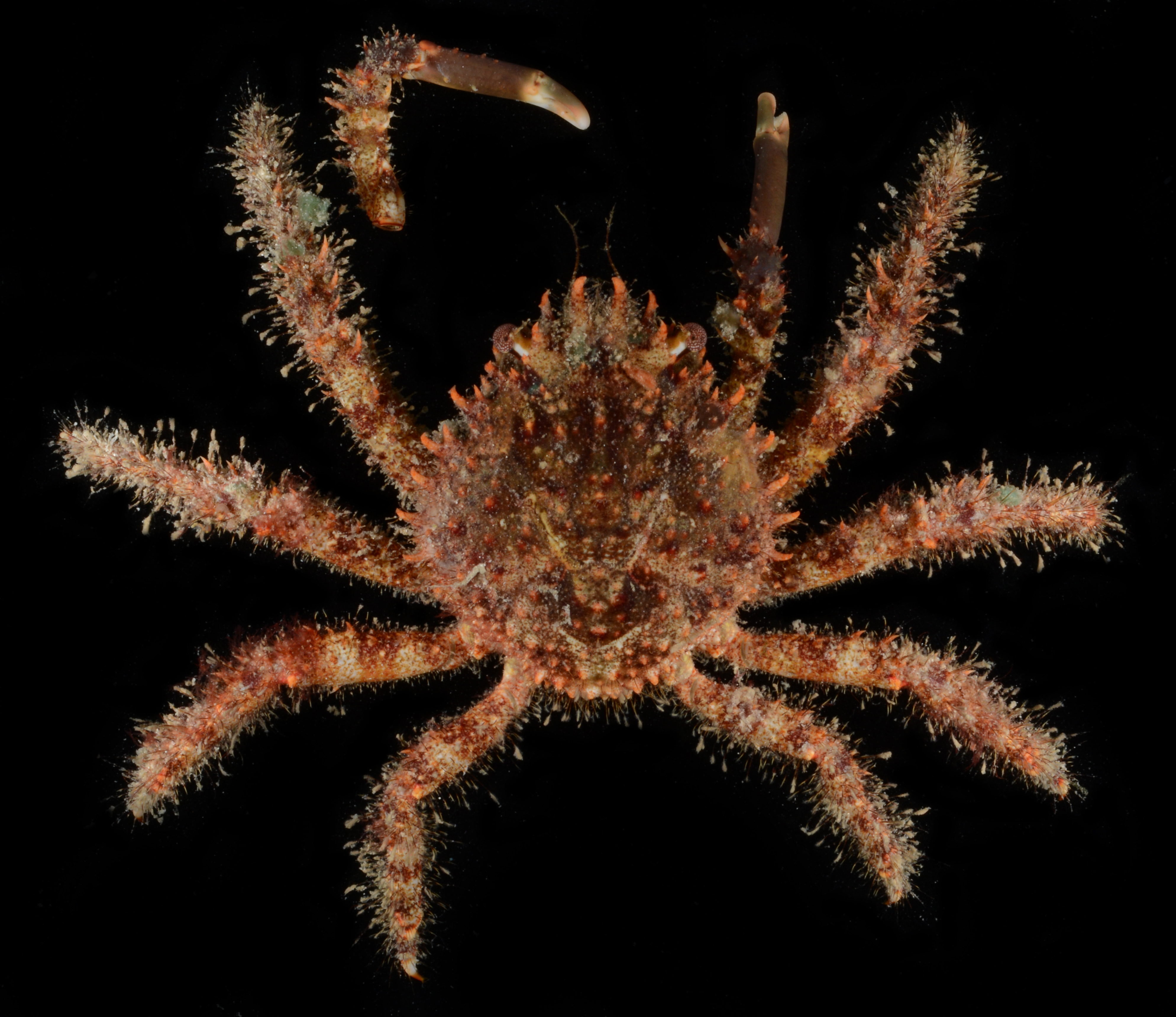 Maguimithrax spinosissimus image