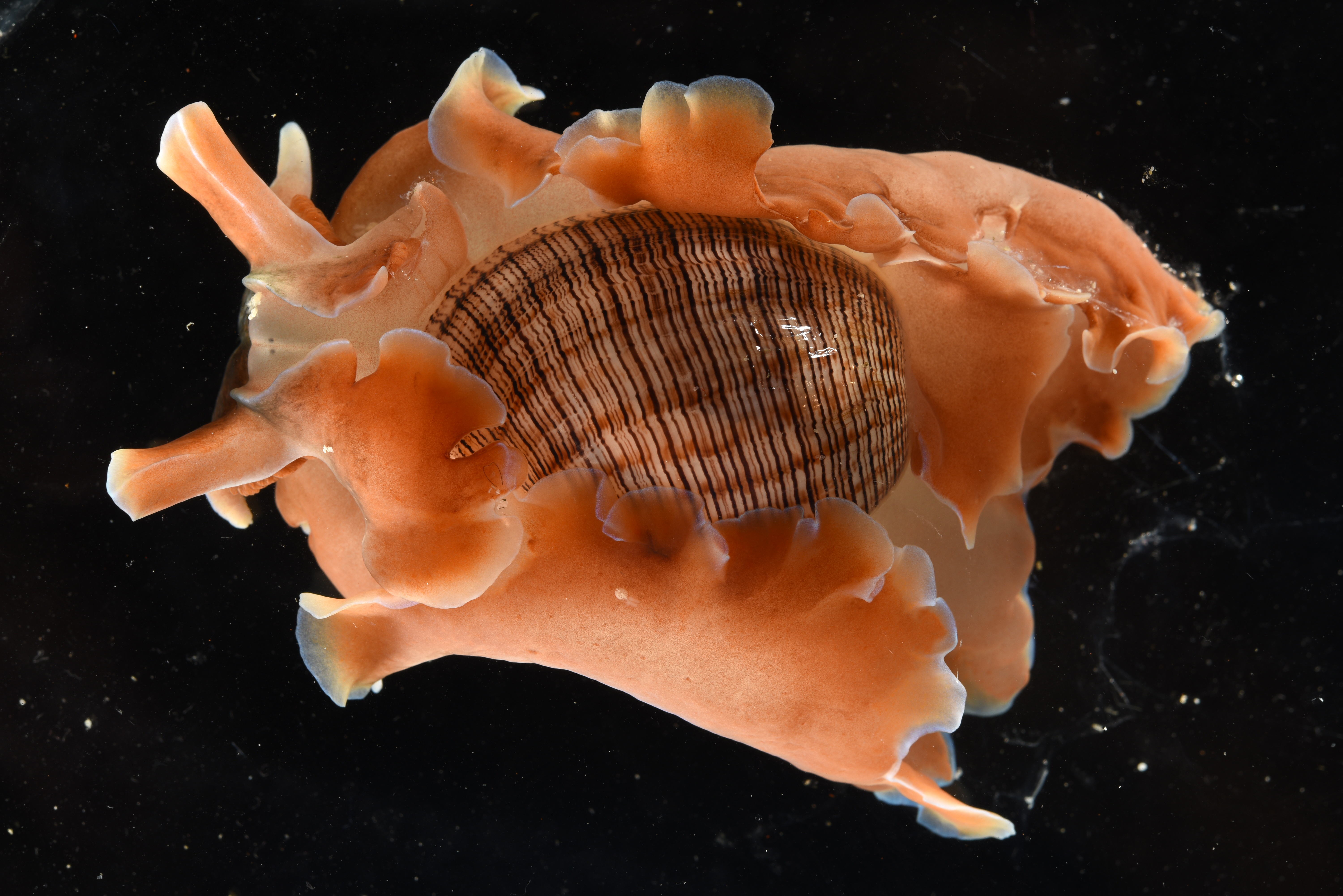 Hydatina physis thumbnail