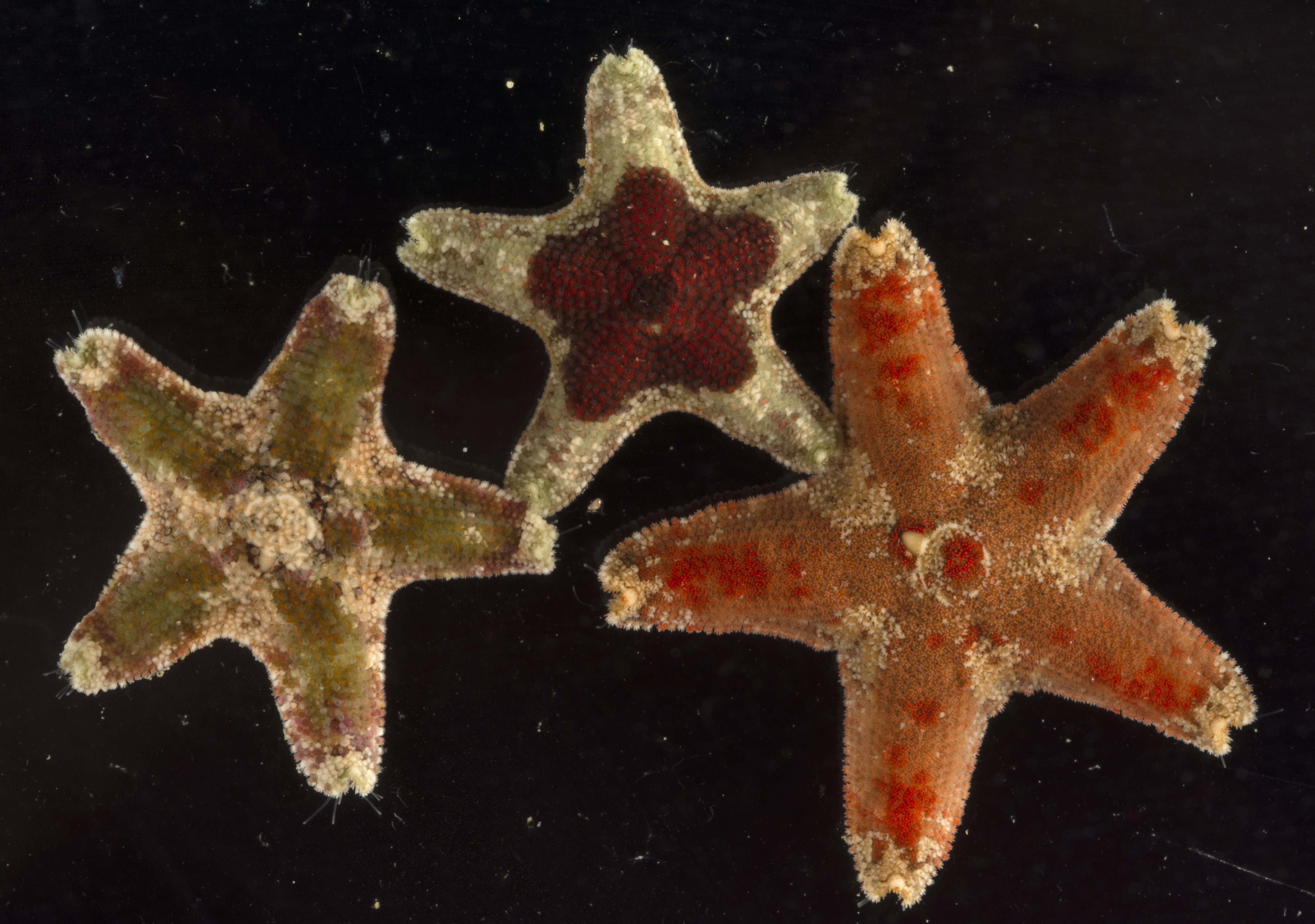 Aquilonastra samyni