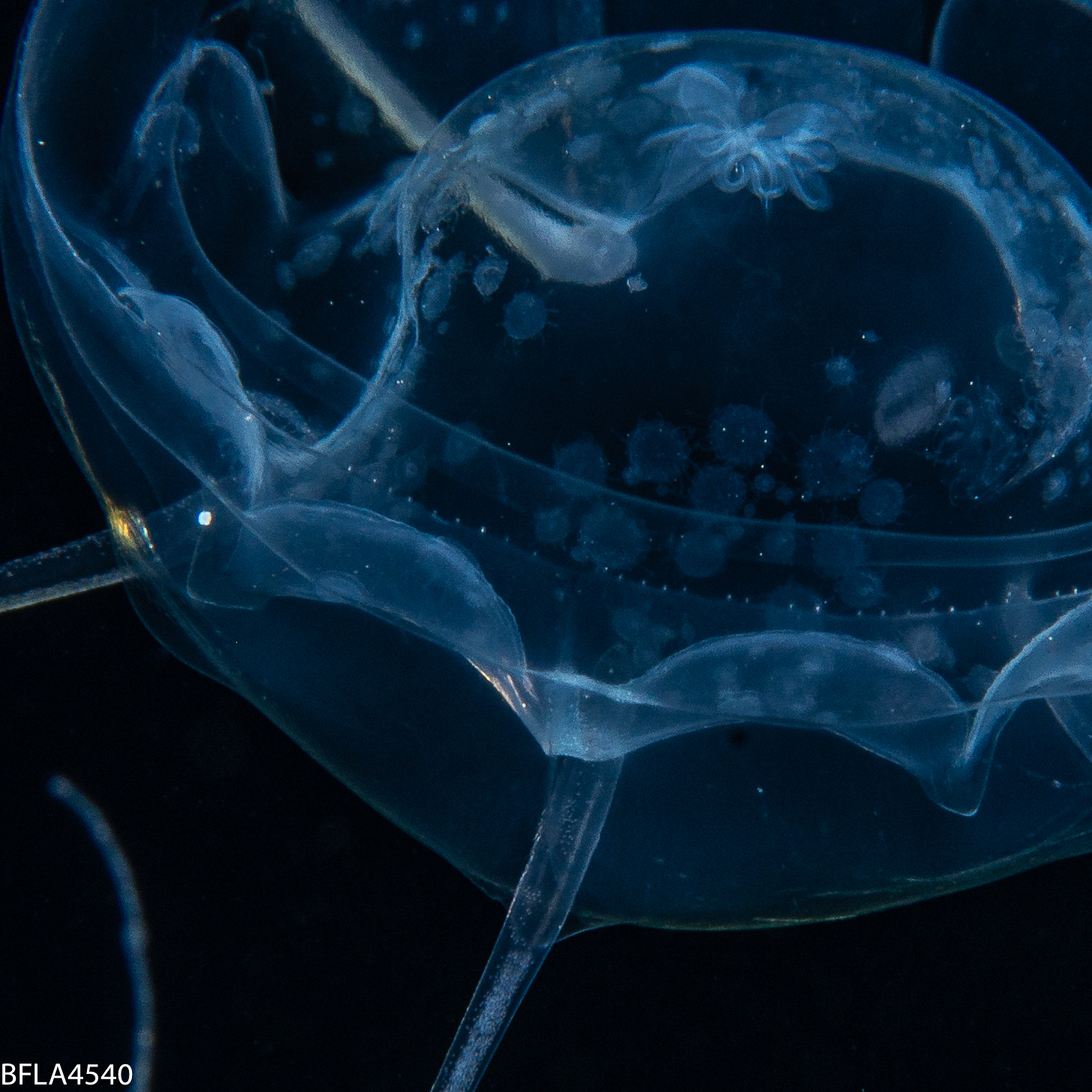 Pseudaegina rhodina