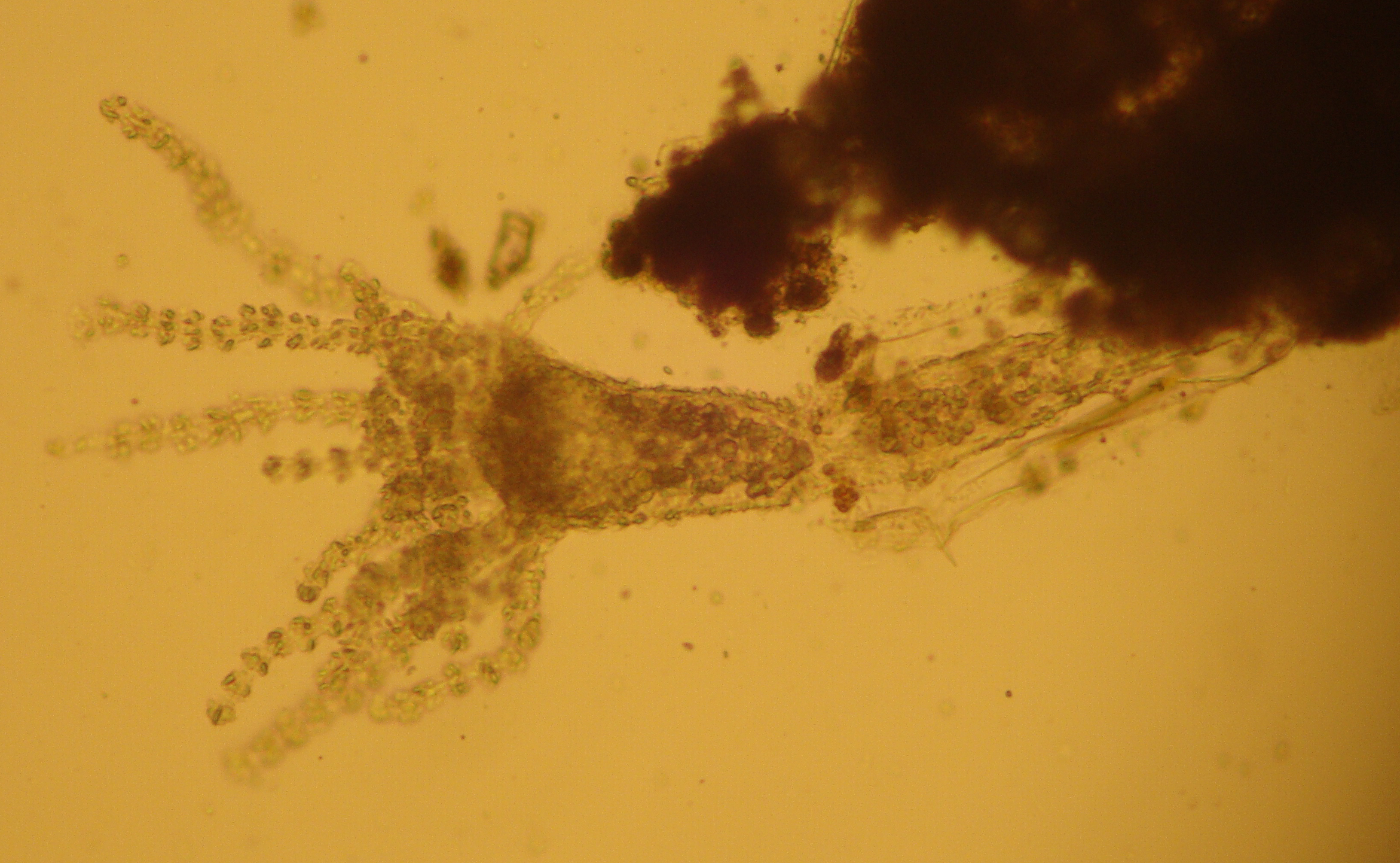 Campanulinidae