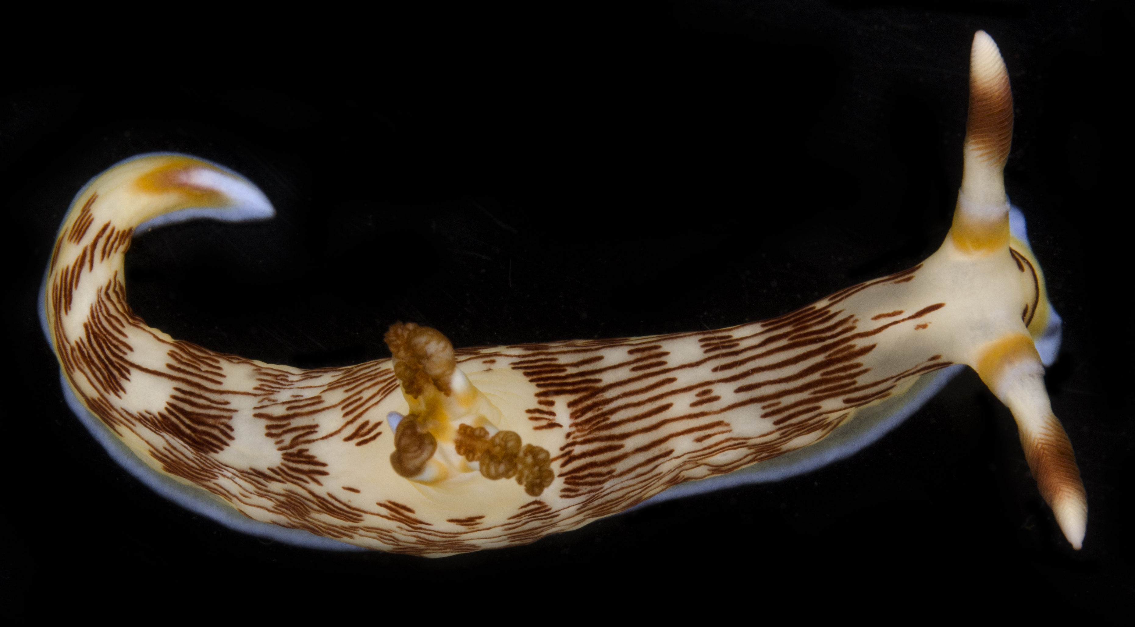 Nembrotha