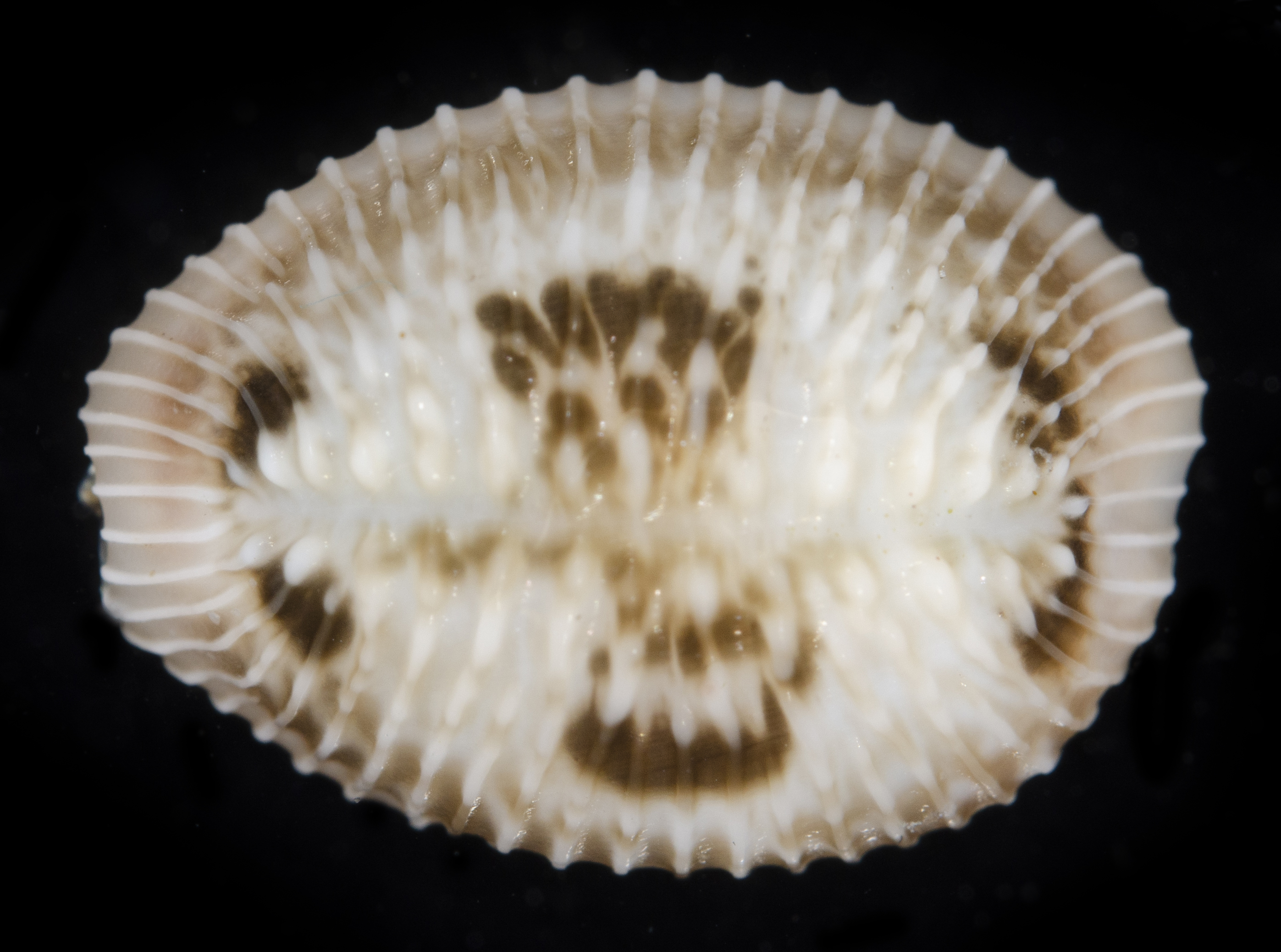 Pusula pediculus image