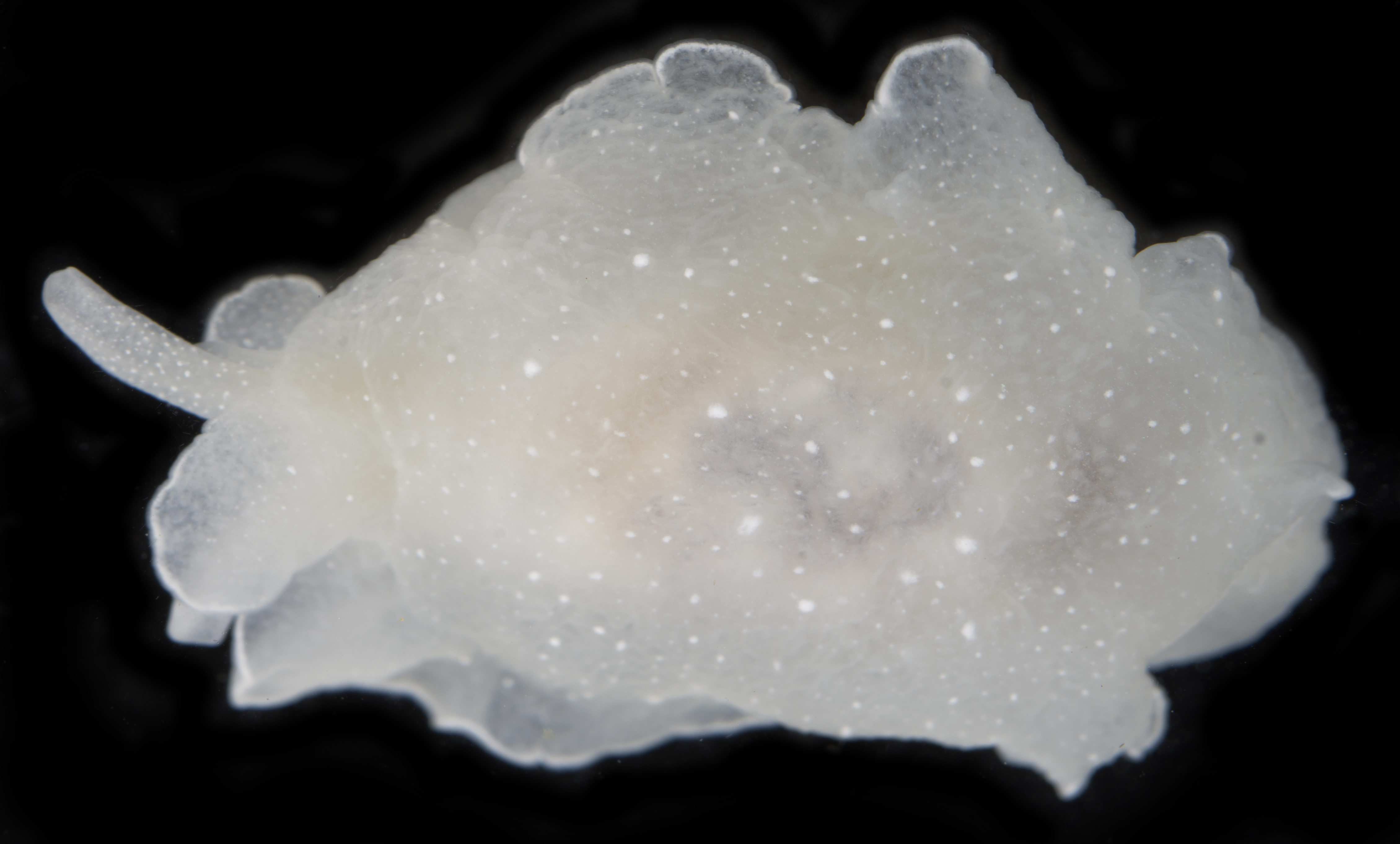 Berthella californica thumbnail