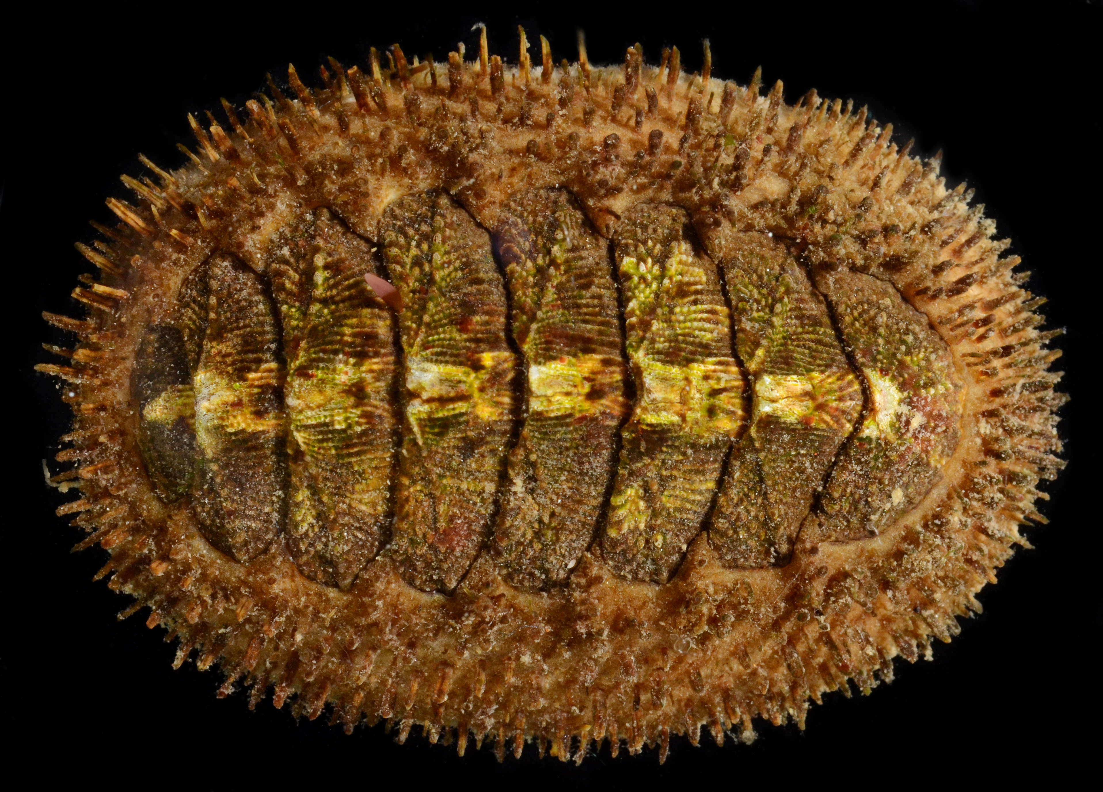 Mopalia muscosa thumbnail