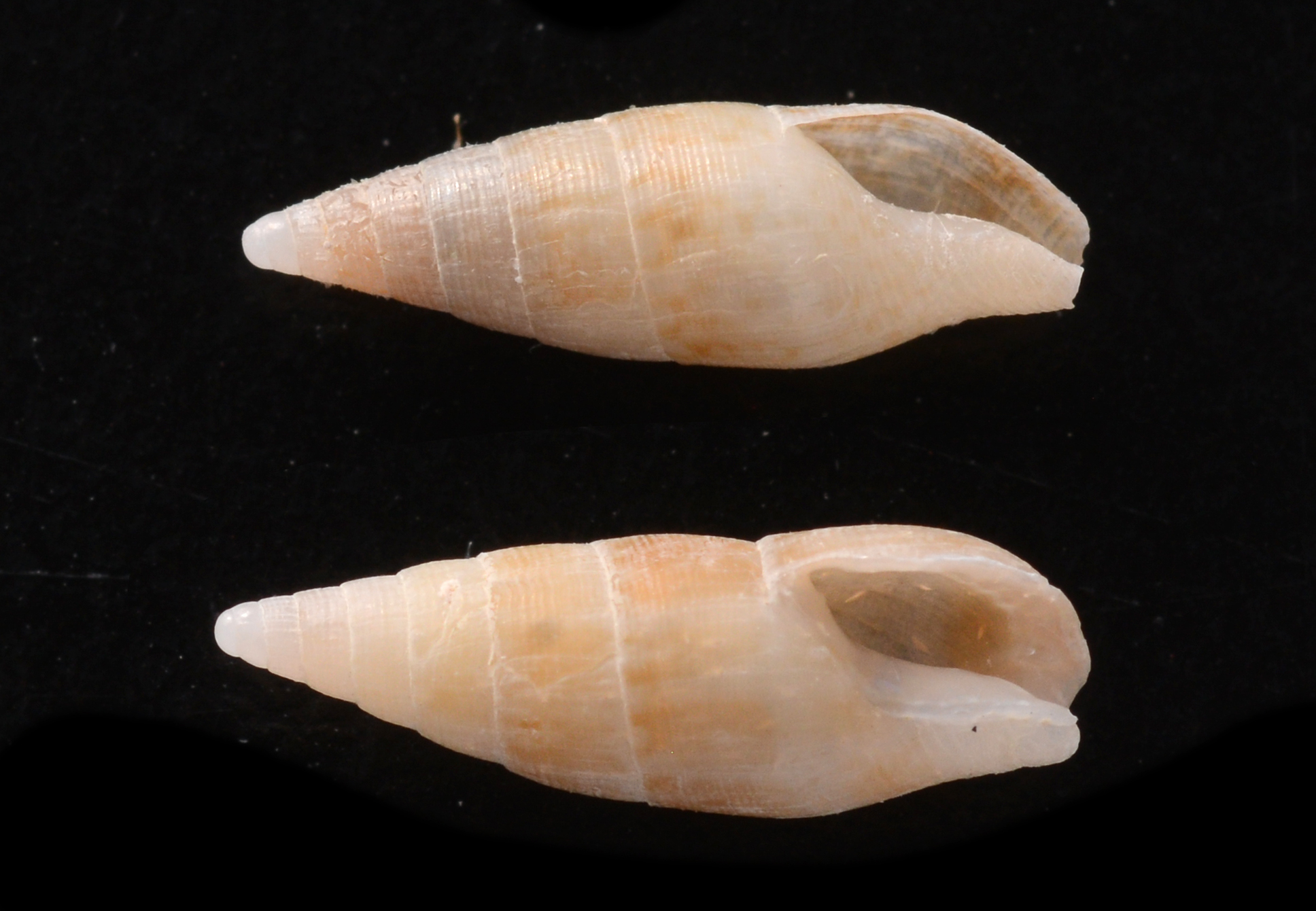 Aesopus clausiliformis thumbnail