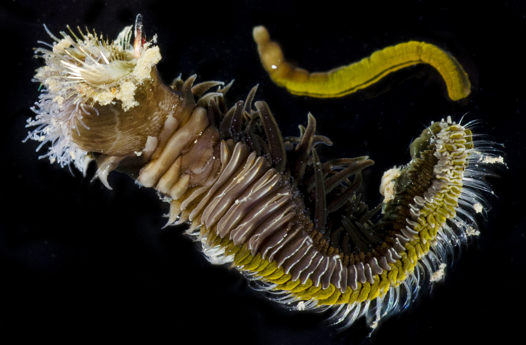 Idanthyrsus