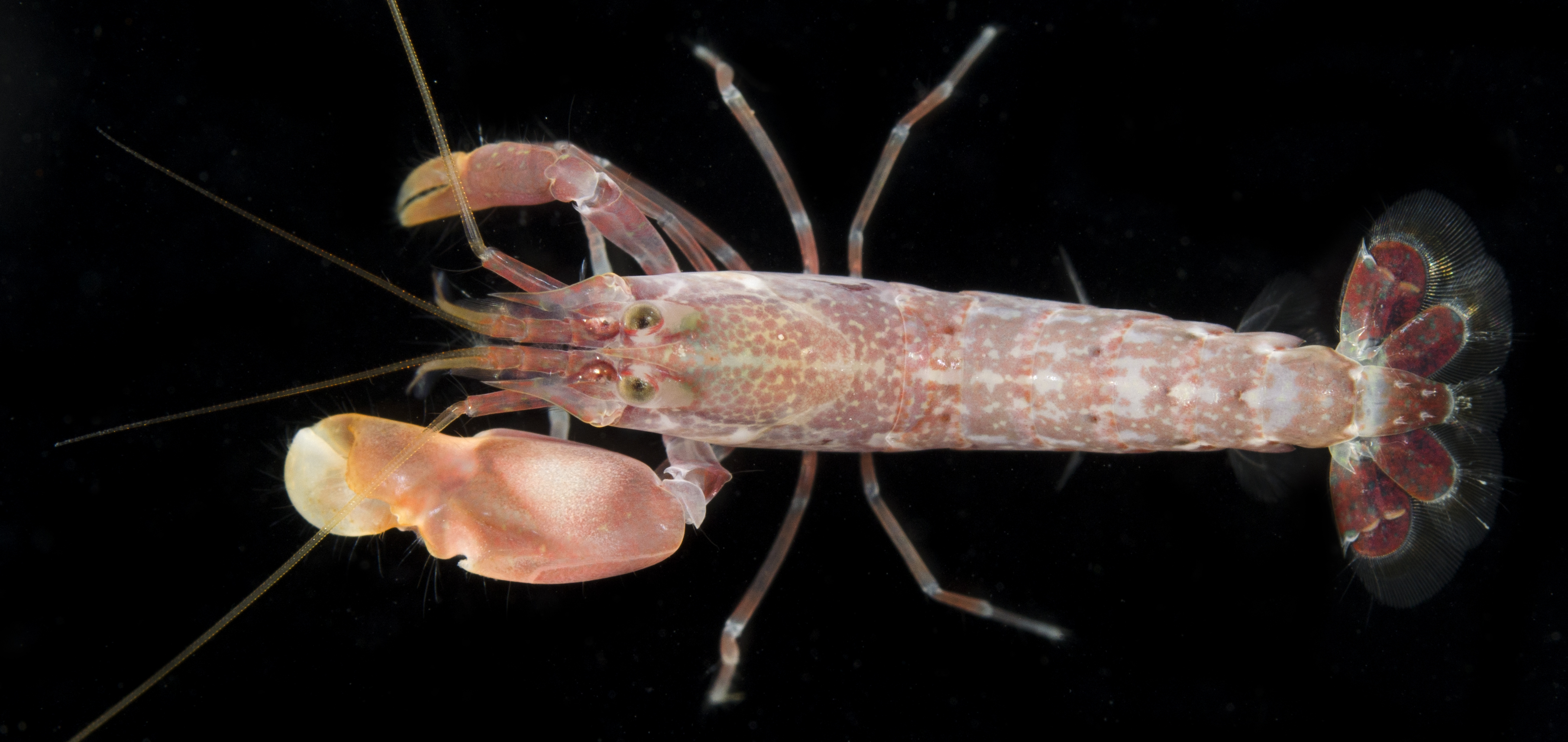 Alpheus bisincisus