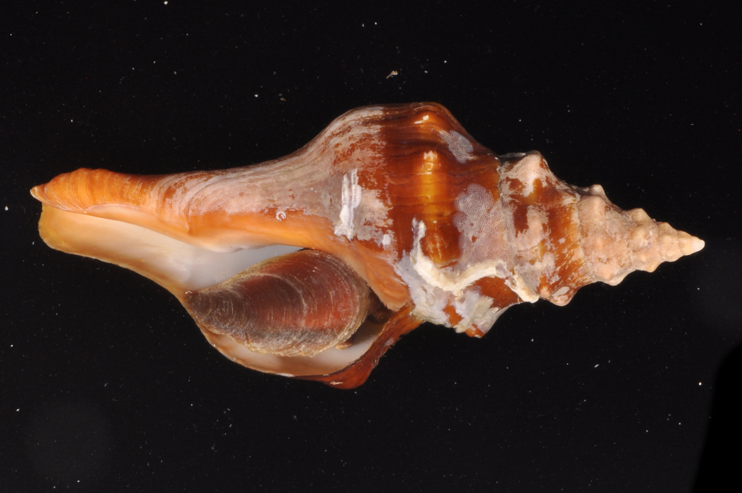 Pleuroploca trapezium thumbnail