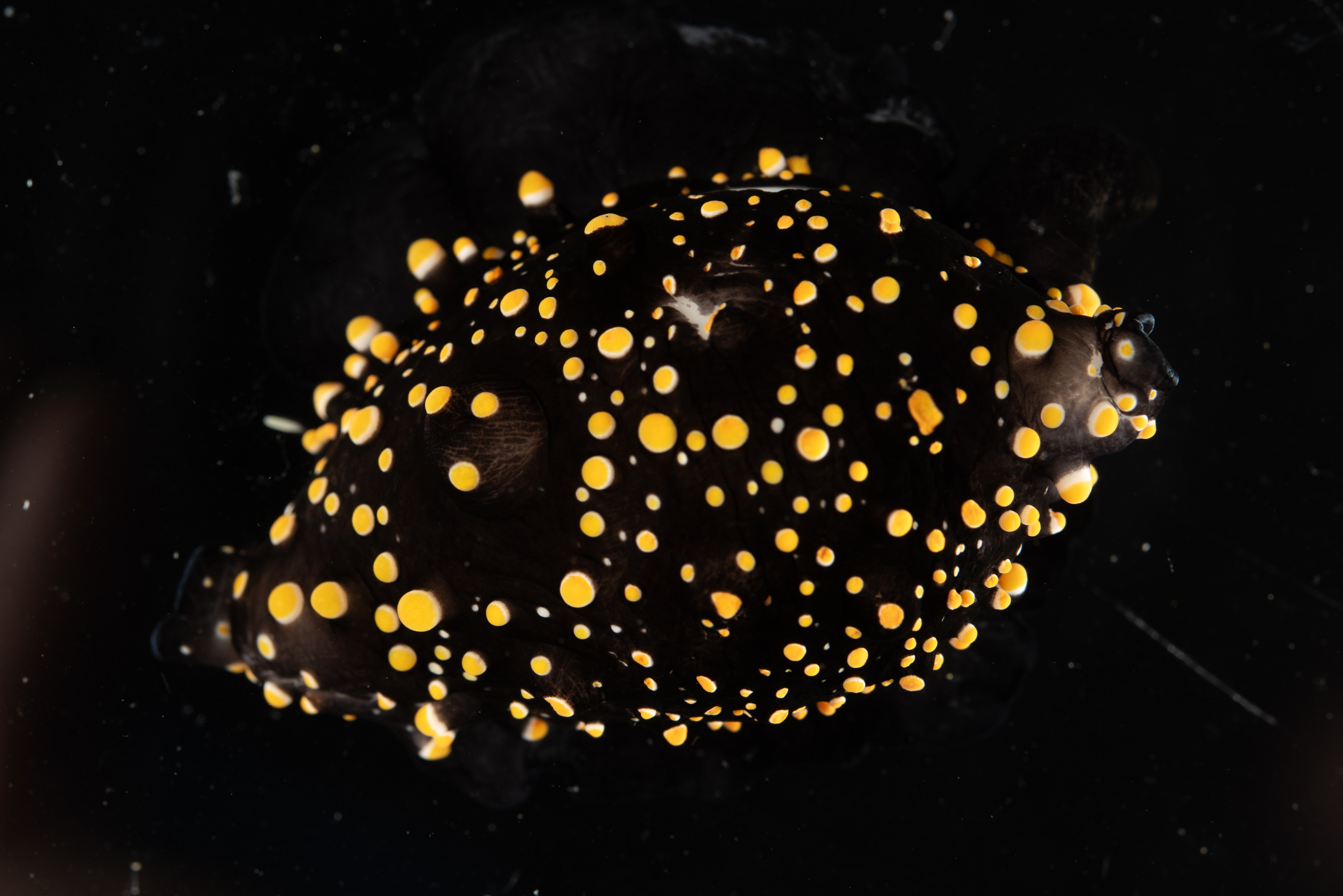 Ovulidae image