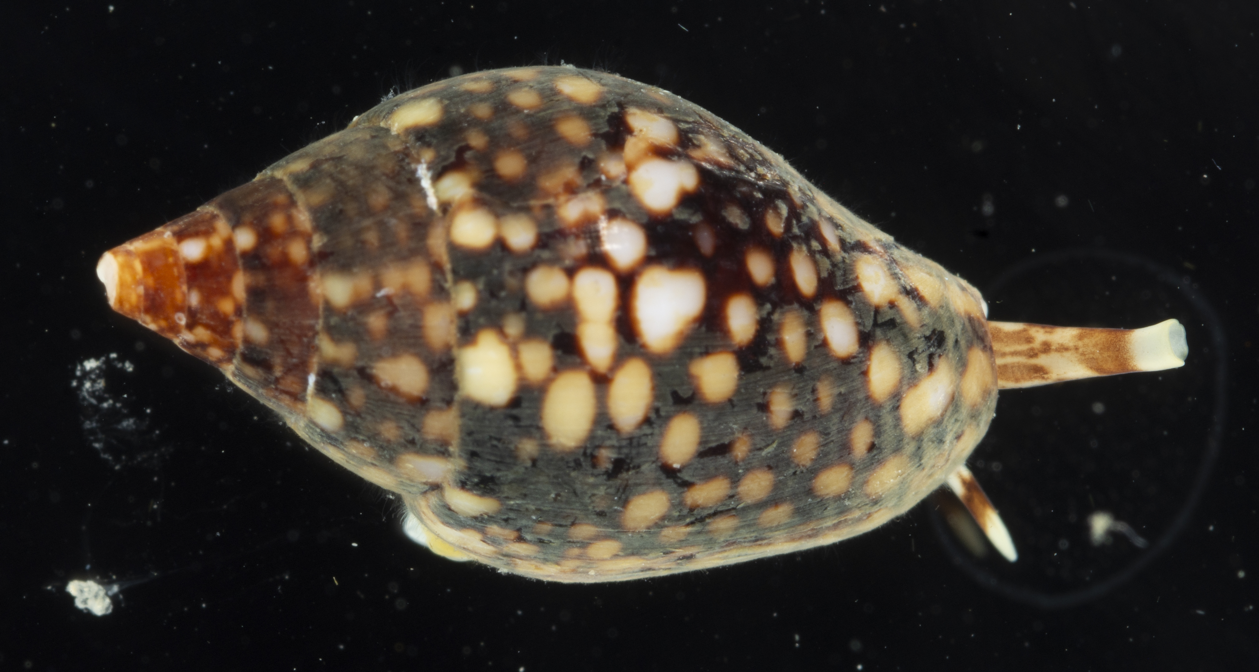 Pyrene flava