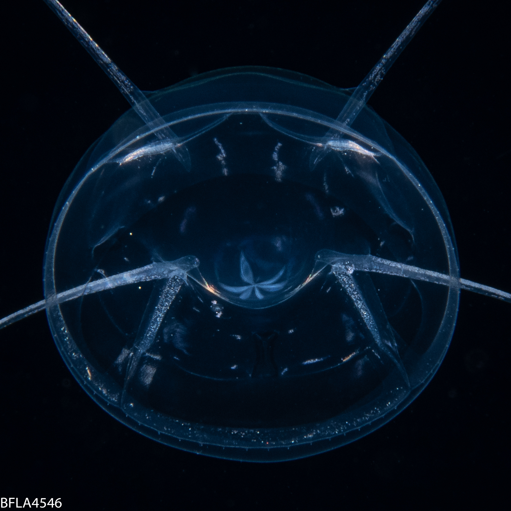 Pseudaegina rhodina